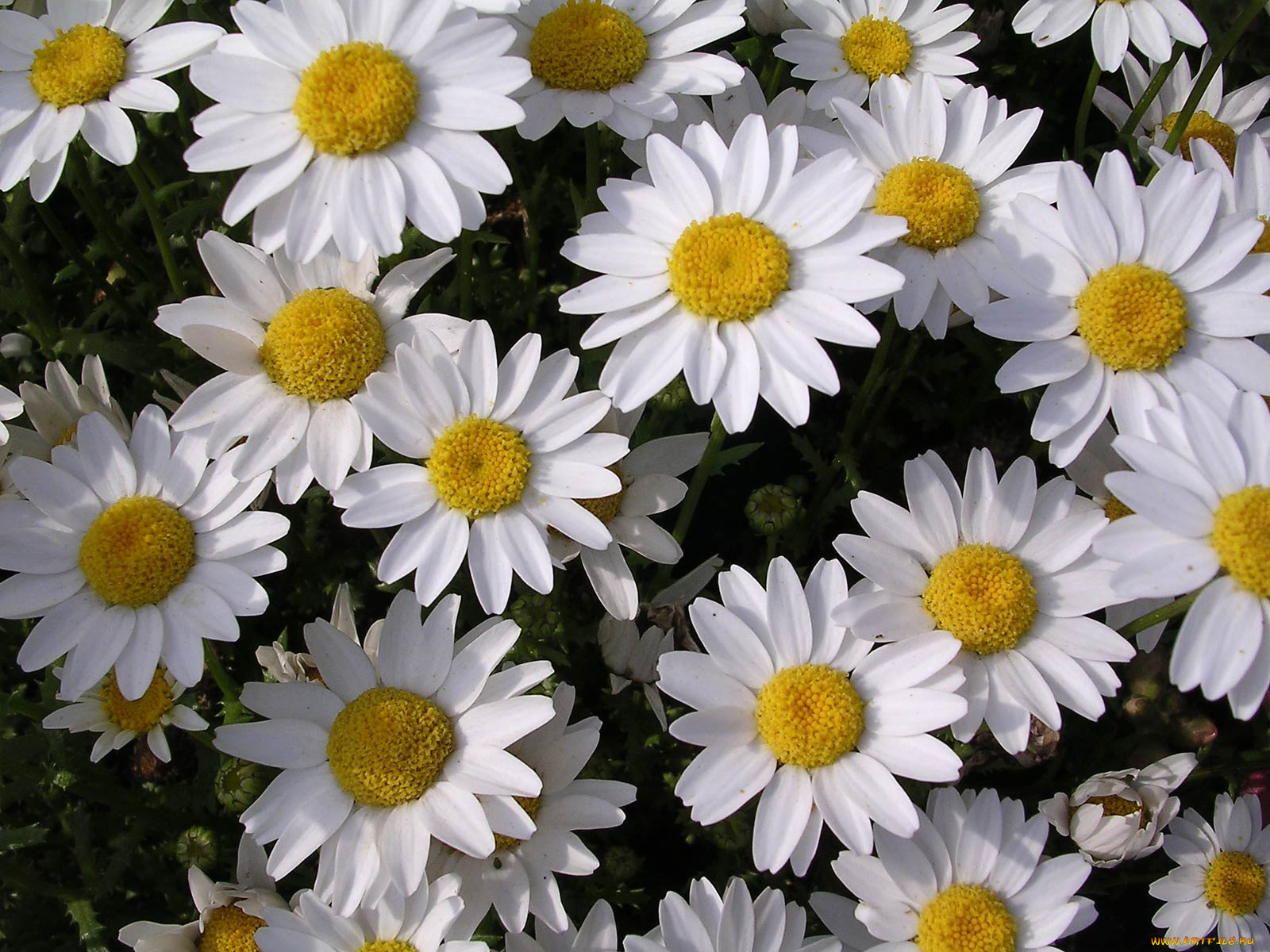 цветы, ромашки