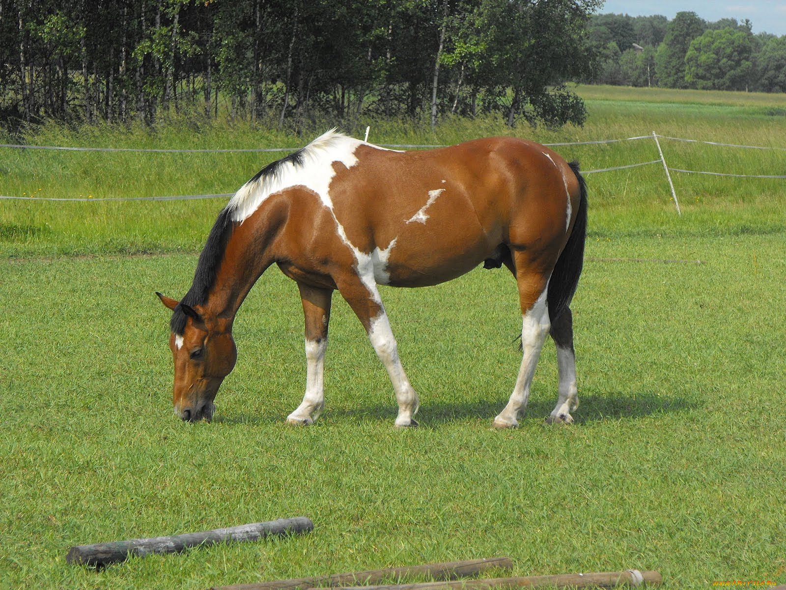 животные, лошади, лошадь