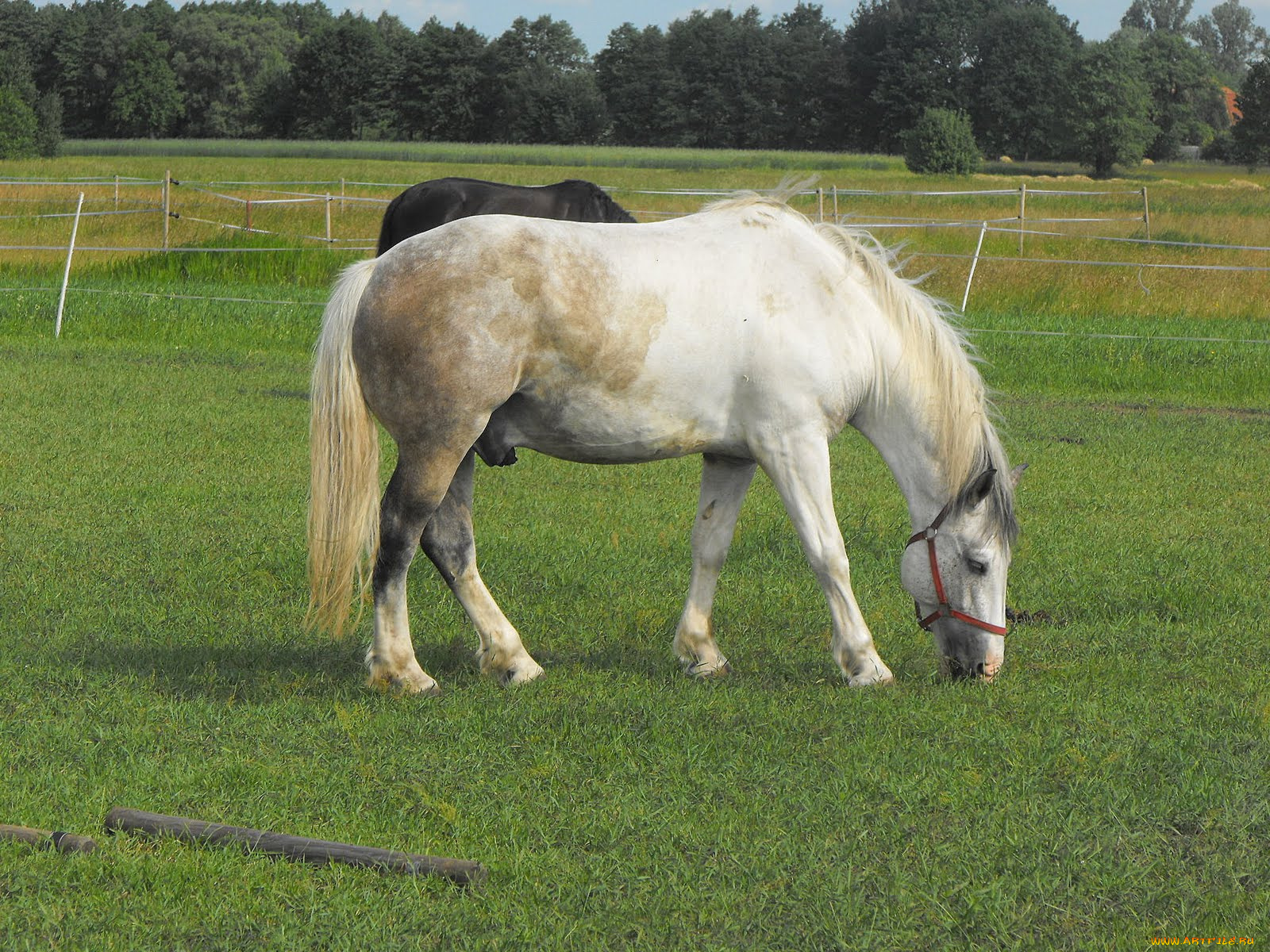 животные, лошади, лошадь