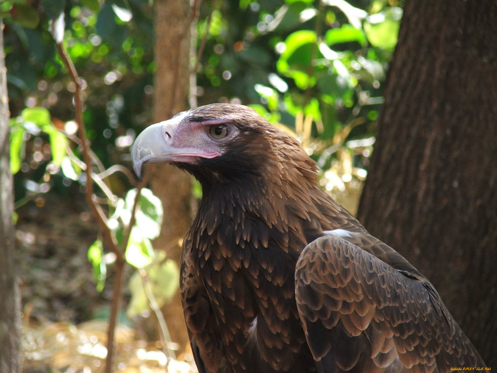 животные, птицы, хищники, орел, лес