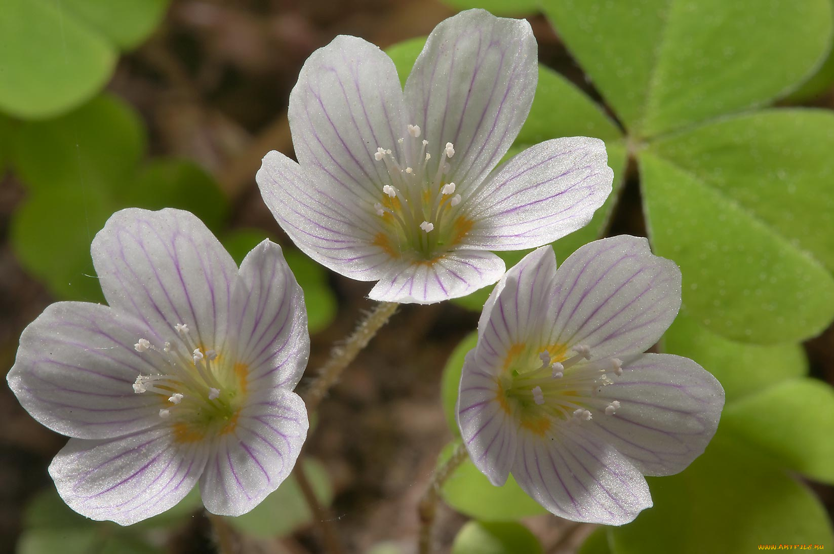 цветы, луговые, полевые, лепестки