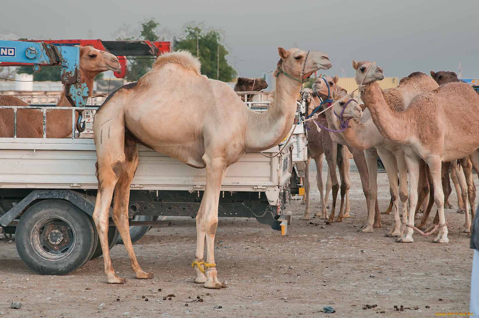 животные, верблюды