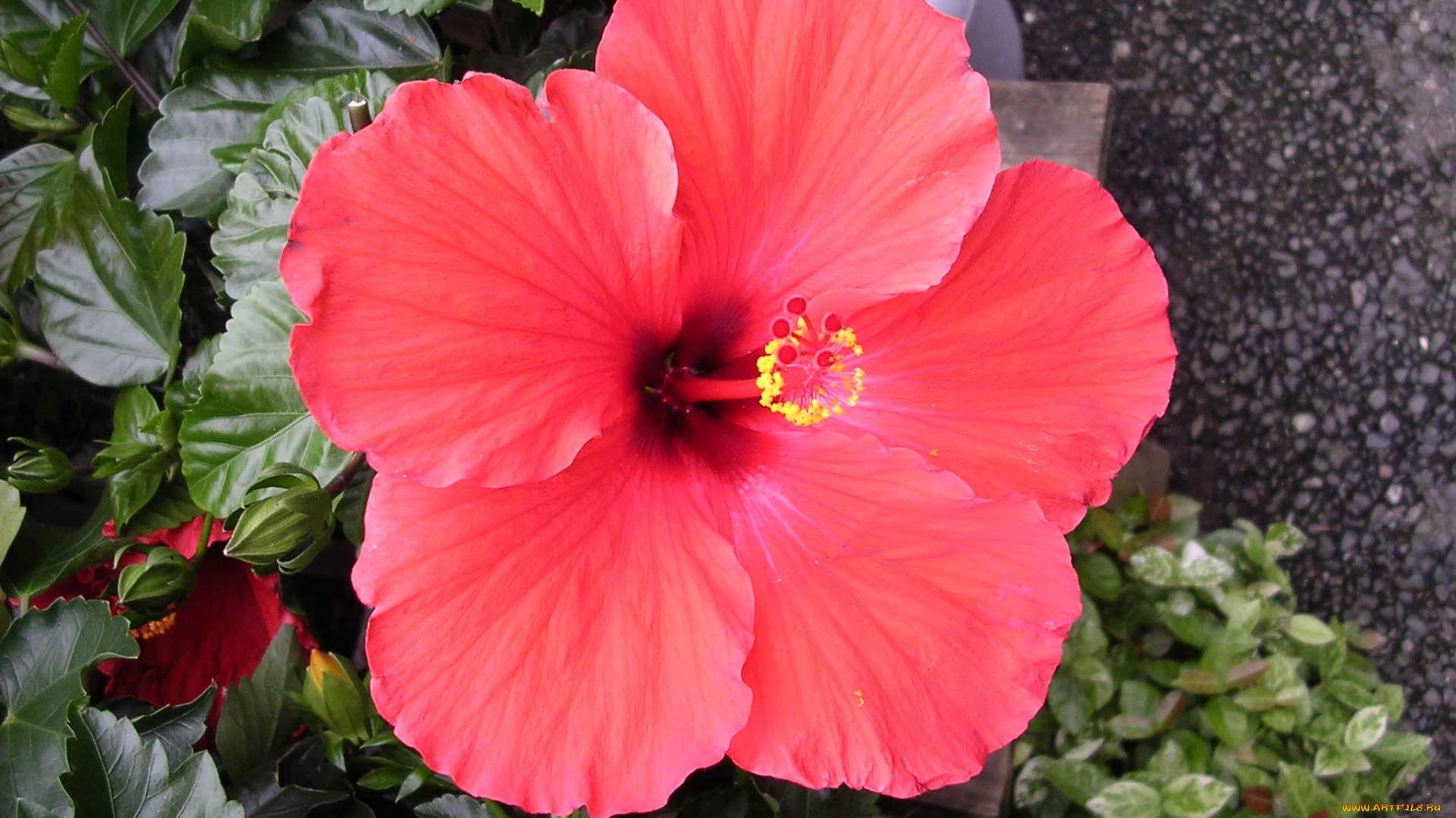 цветы, гибискусы