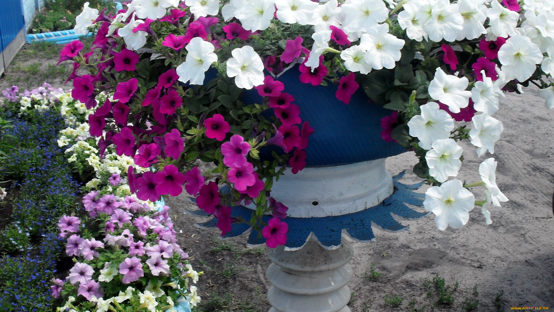 цветы, петунии, калибрахоа, петунья