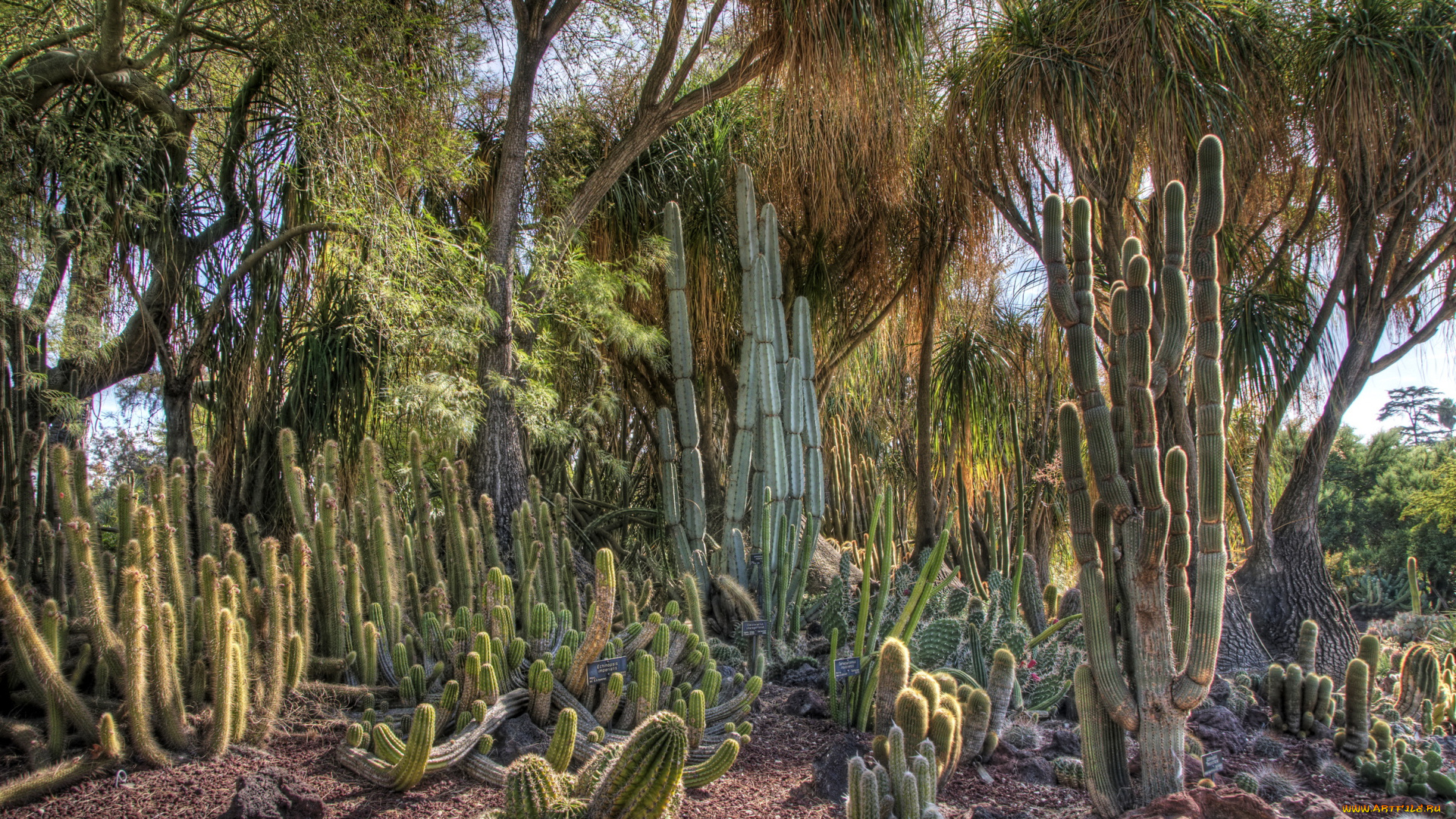 huntington, botanical, garden, san, marino, california, usa, цветы, кактусы