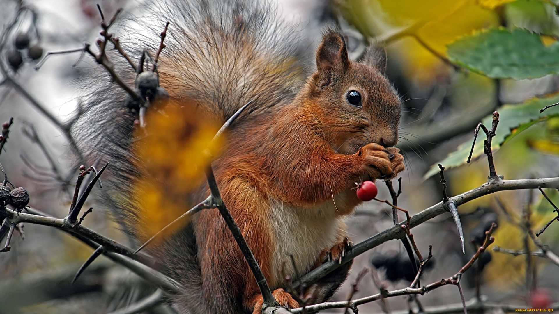 животные, белки, животное, белка, ягоды, дерево