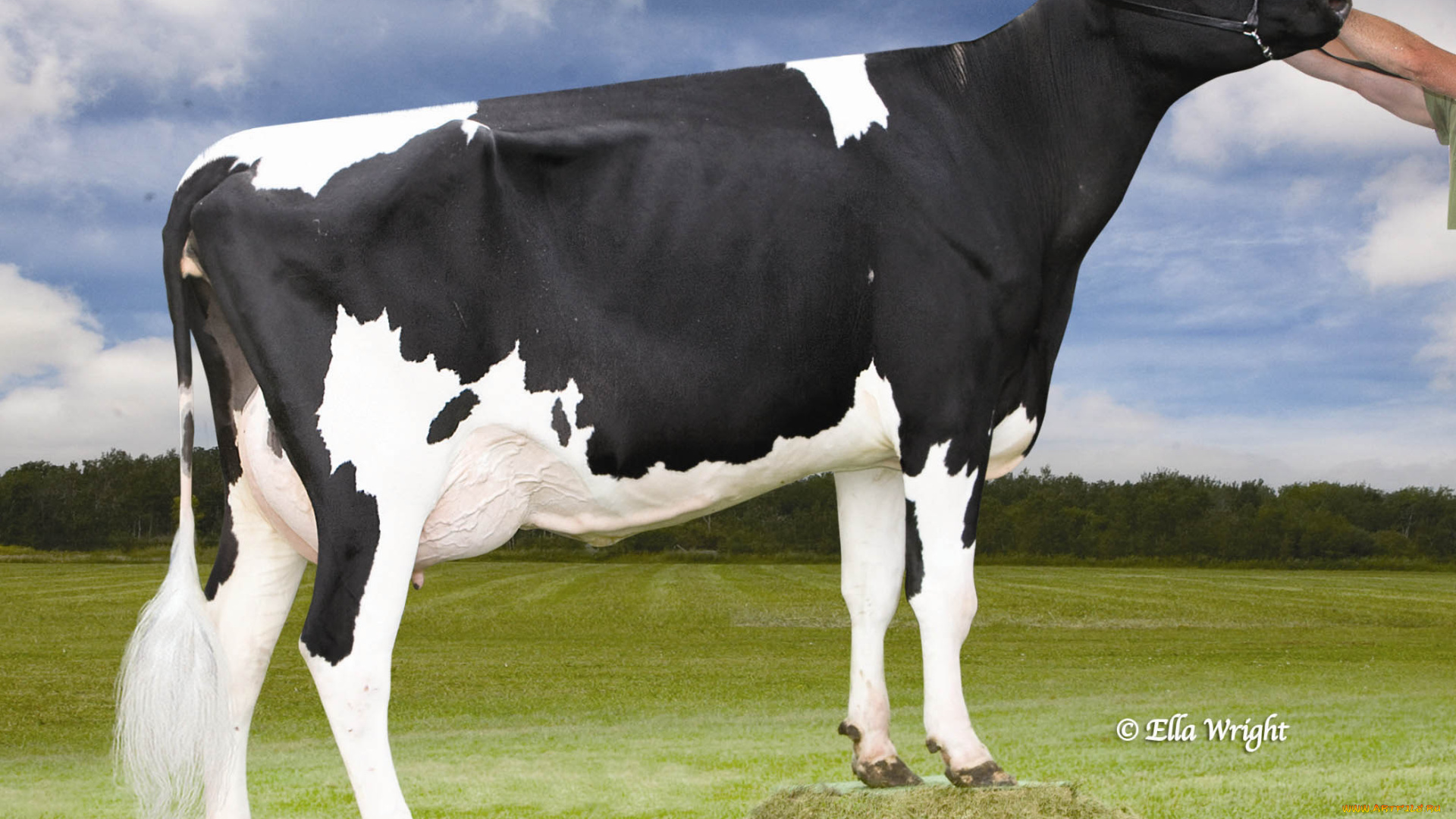 животные, коровы, буйволы