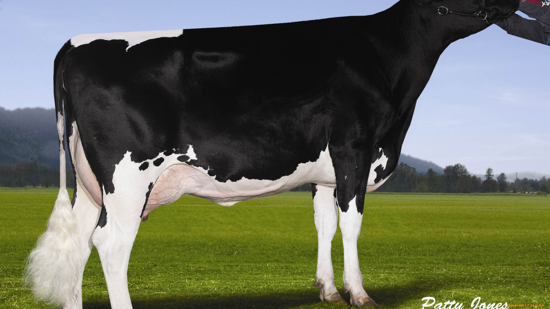 животные, коровы, буйволы, корова