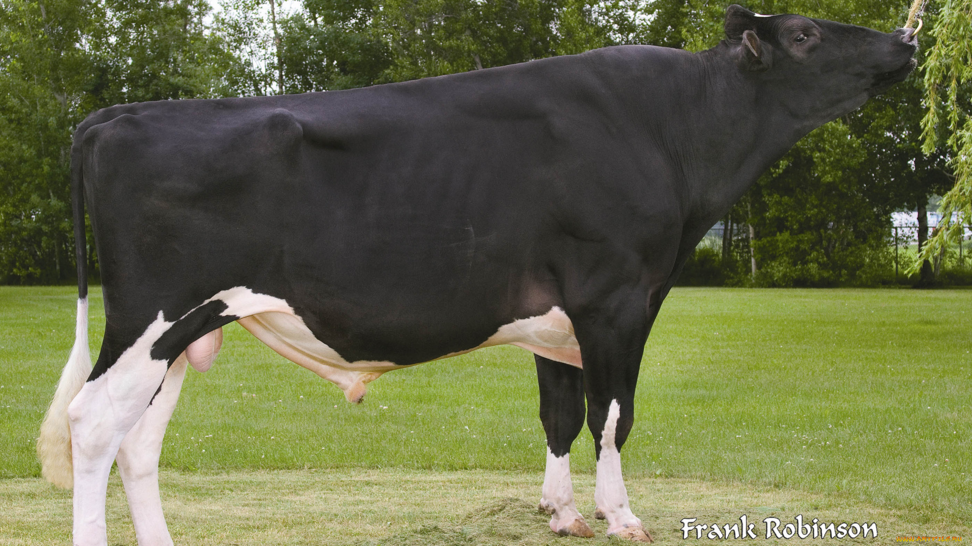 животные, коровы, буйволы, корова