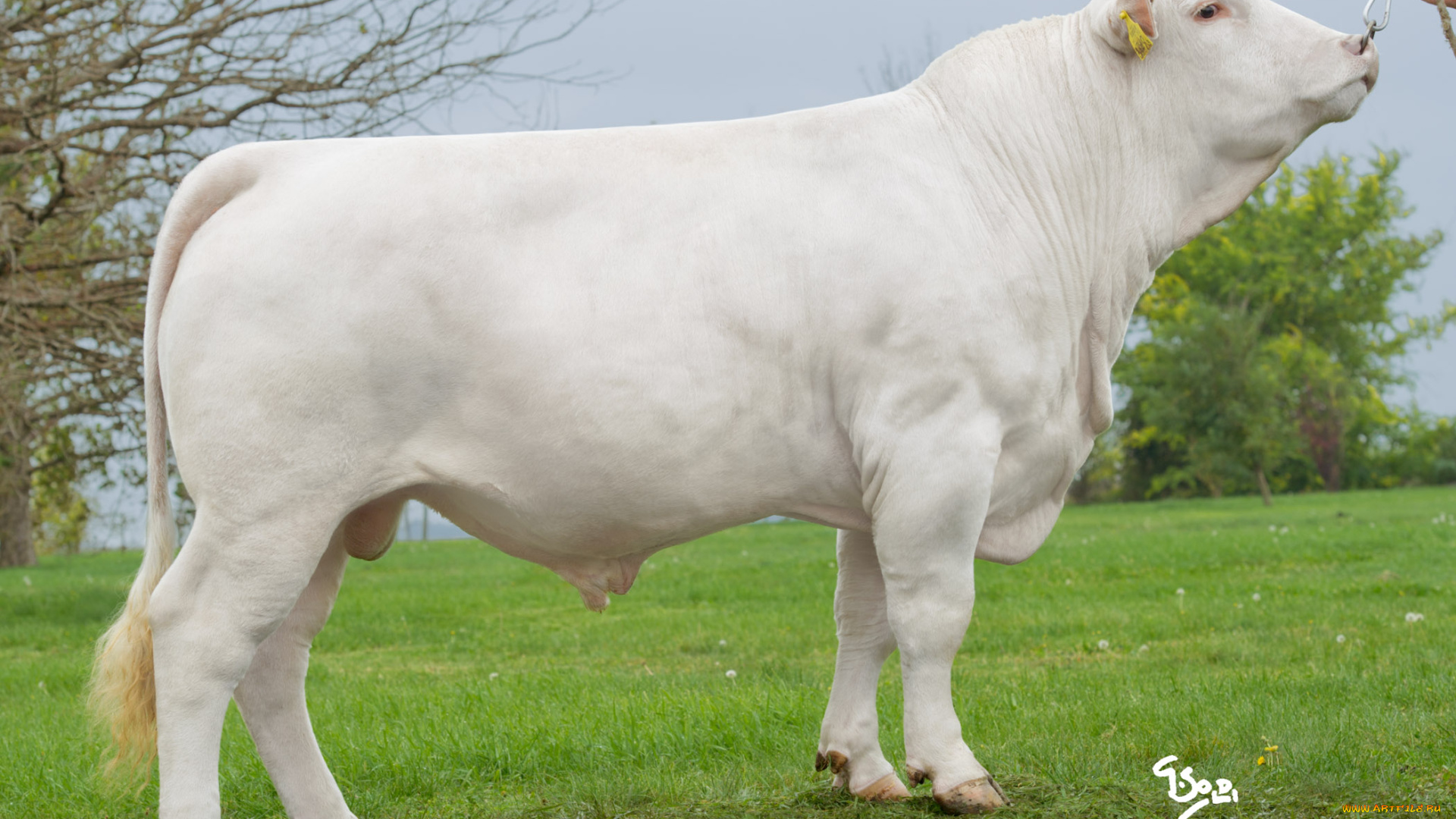 животные, коровы, буйволы, корова