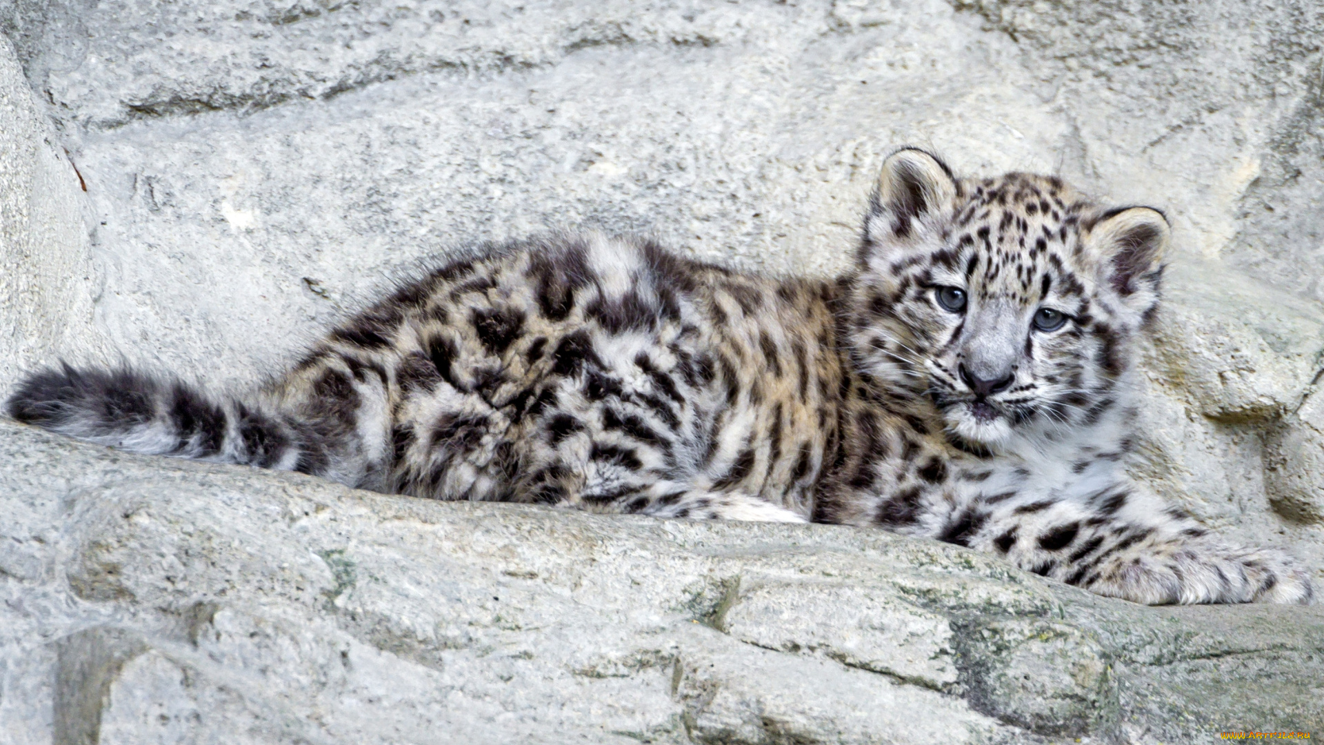 животные, снежный, барс, ирбис, малыш, котенок