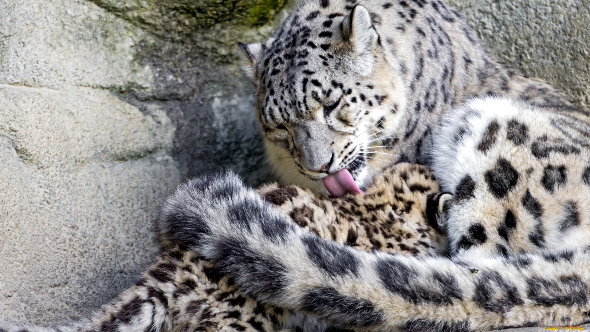 животные, снежный, барс, ирбис, мама, малыш, чувства