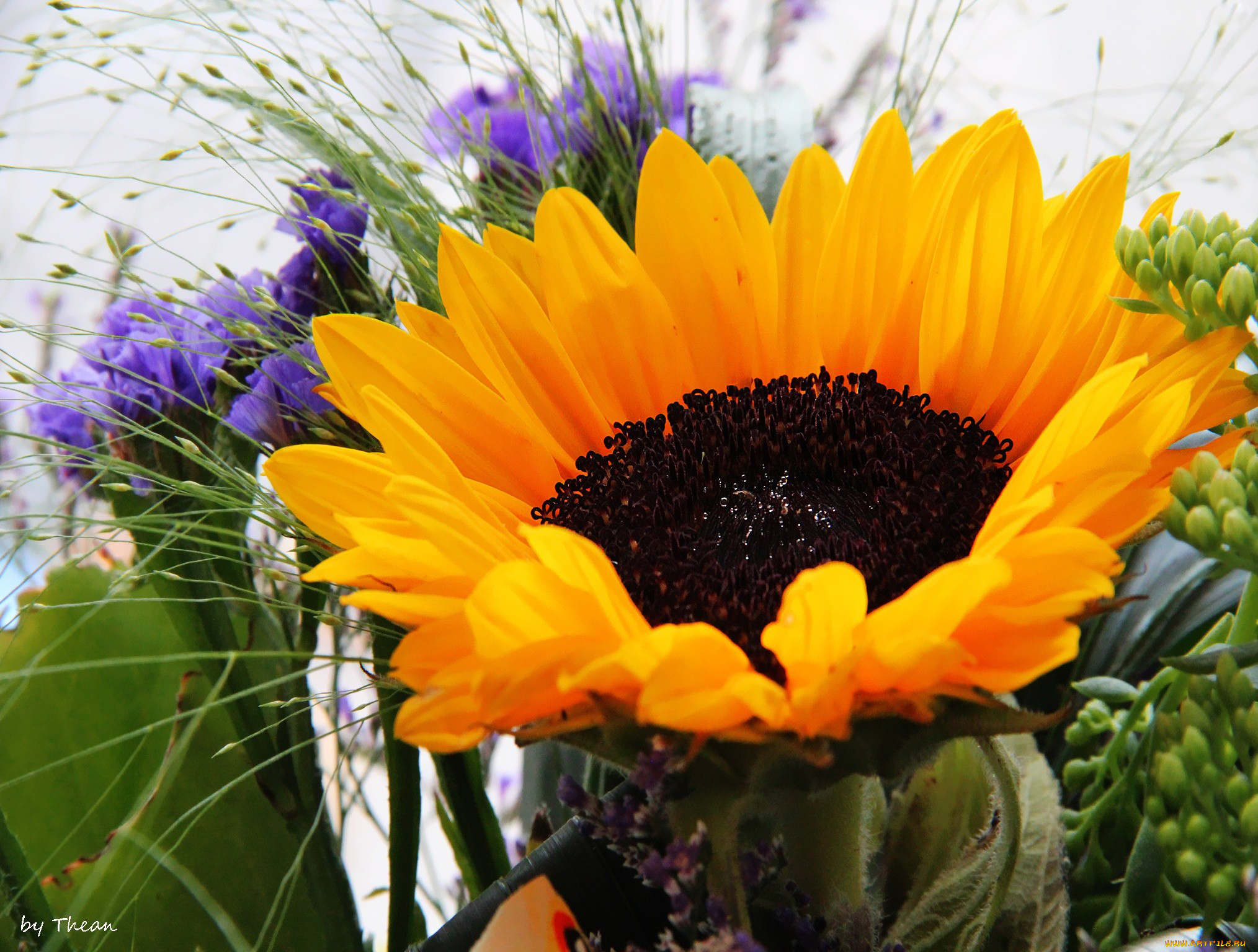 цветы, подсолнухи, желтый