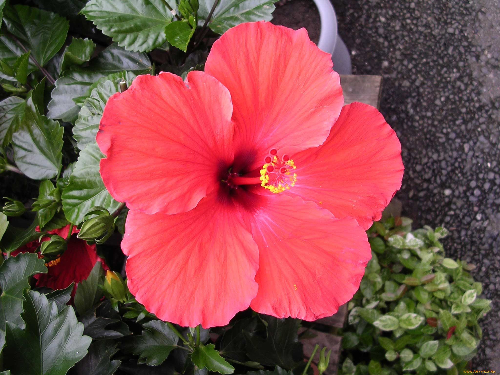 цветы, гибискусы