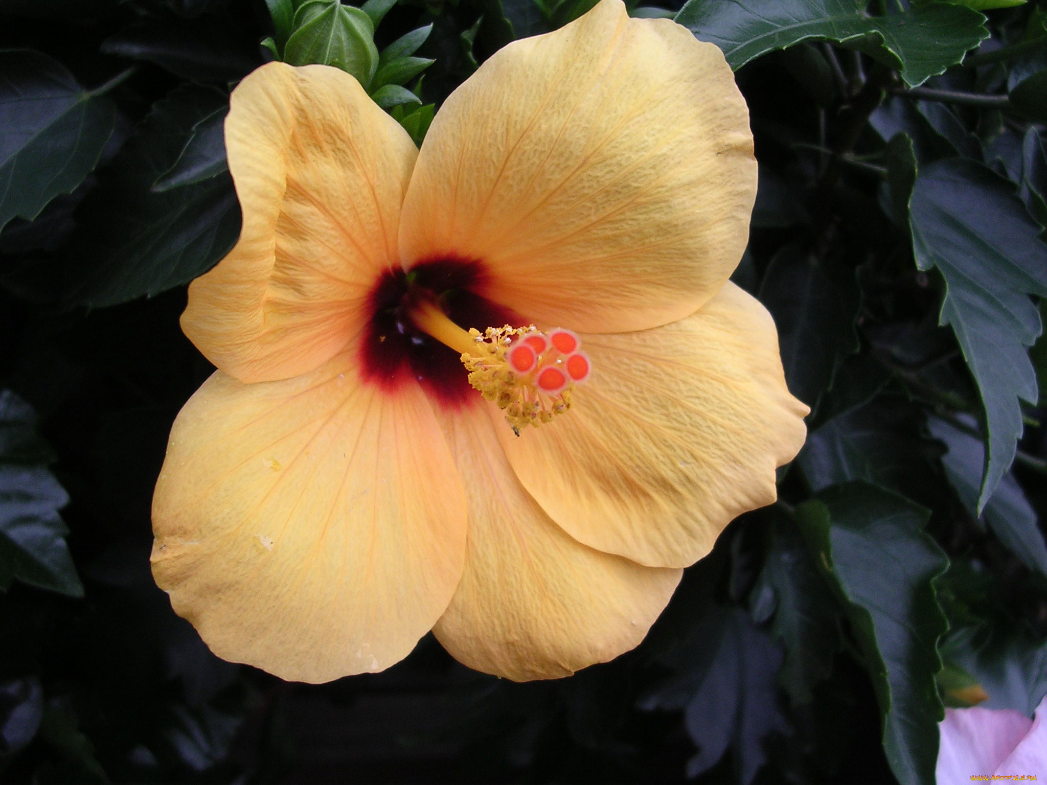 цветы, гибискусы