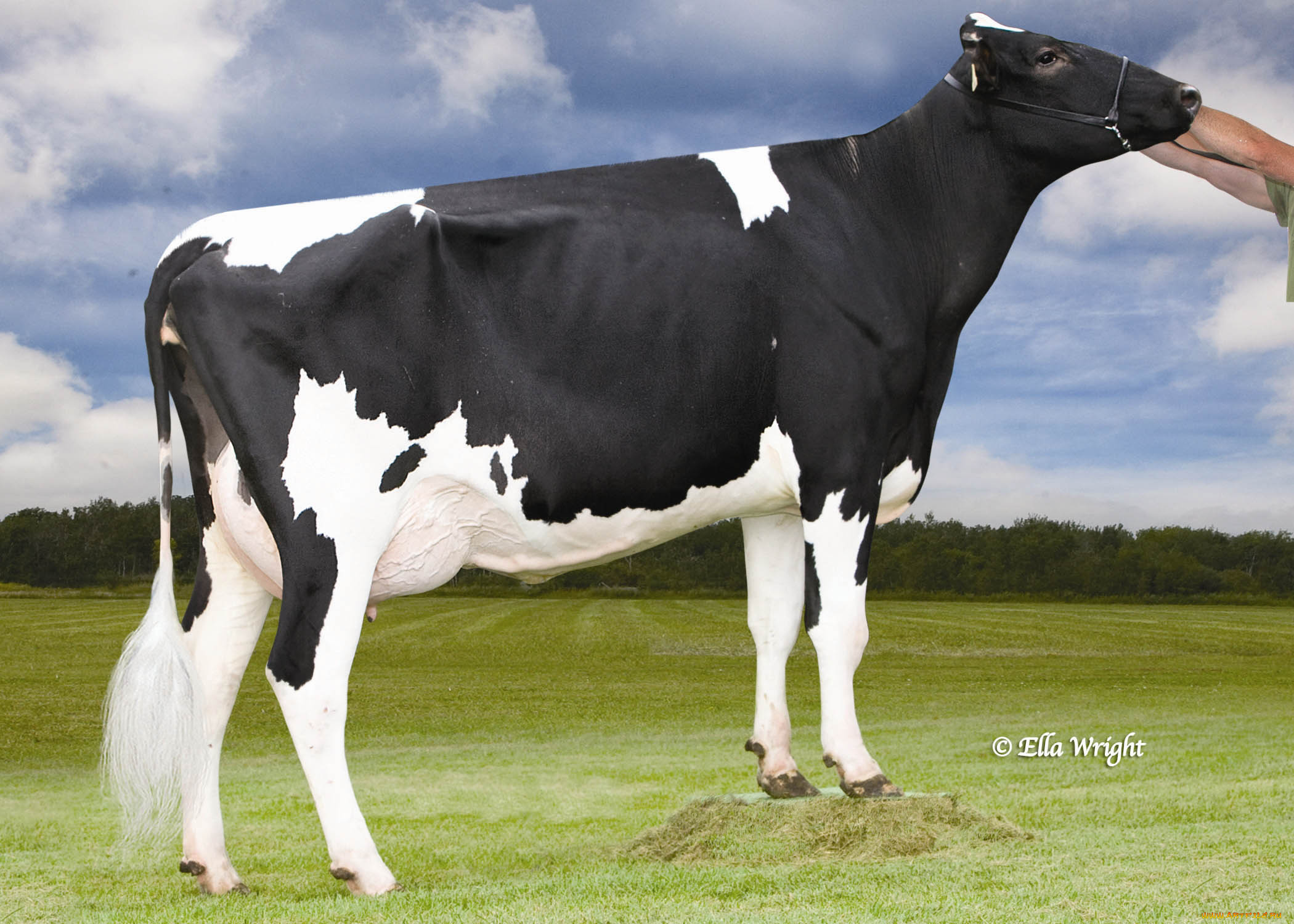 животные, коровы, буйволы