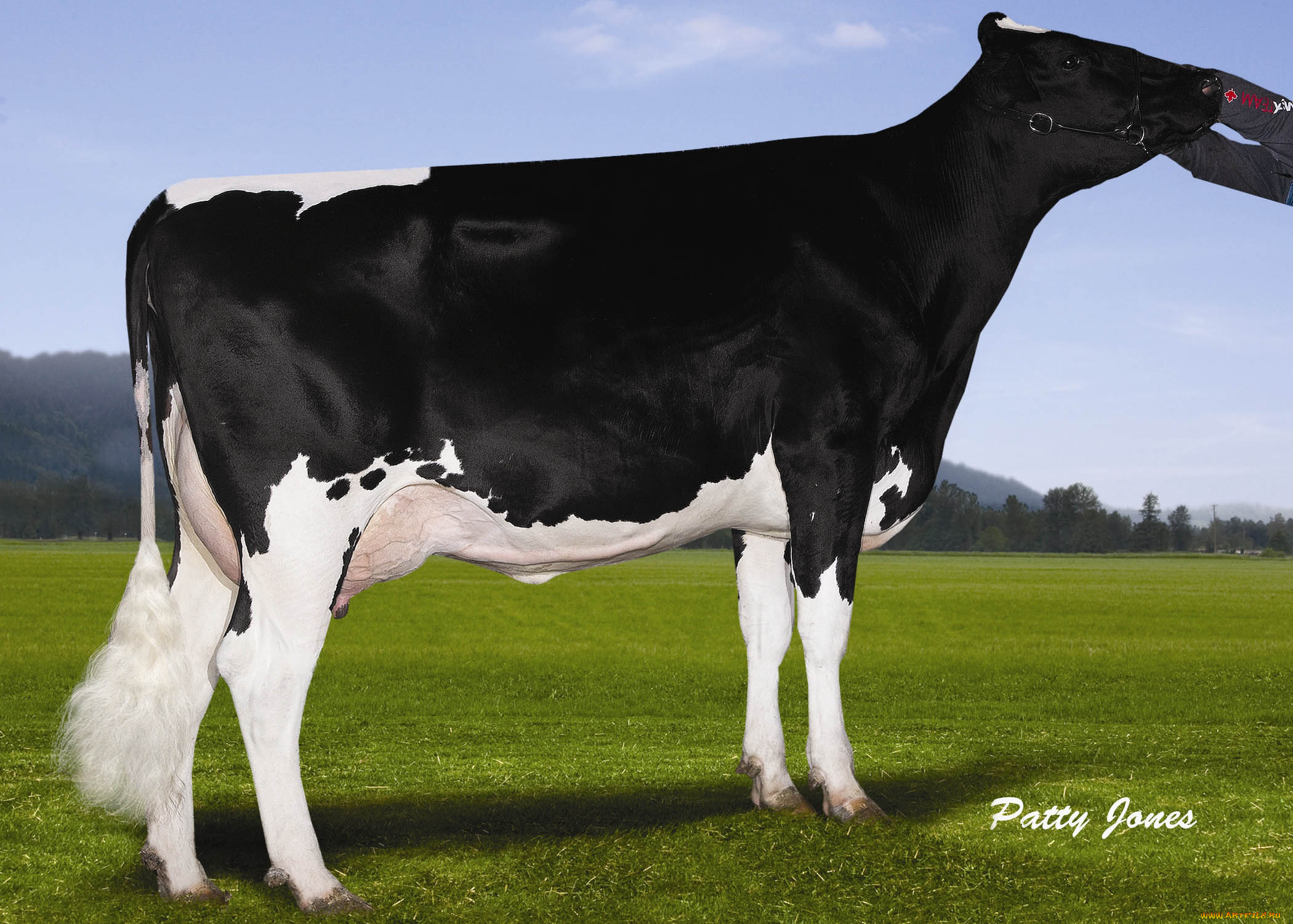 животные, коровы, буйволы, корова