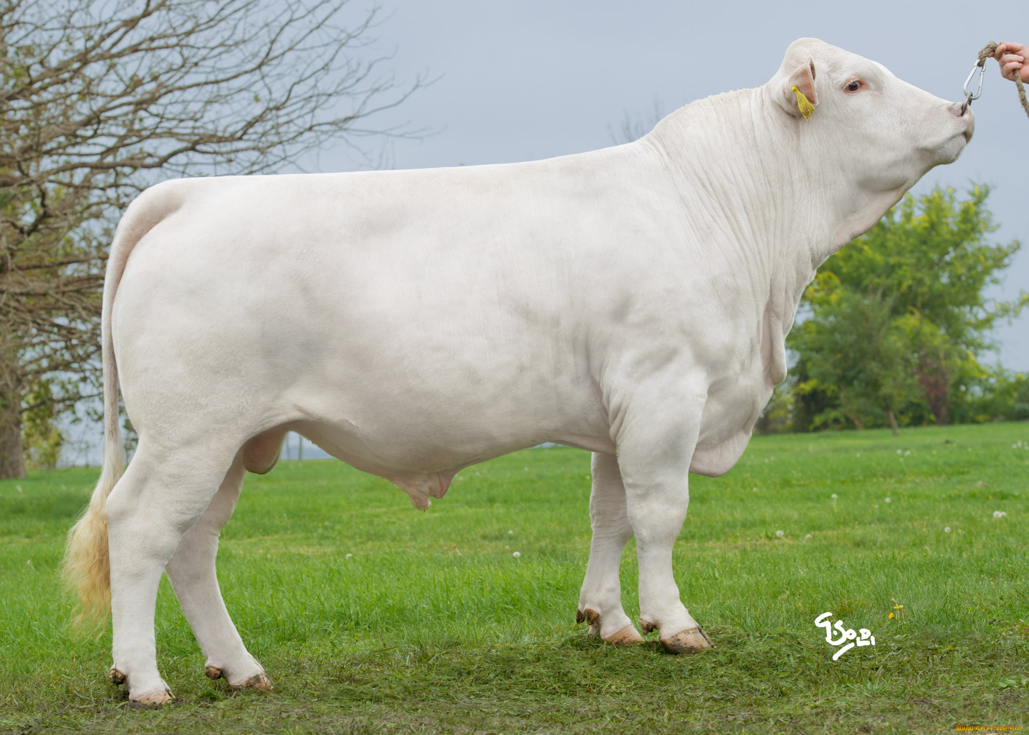 животные, коровы, буйволы, корова