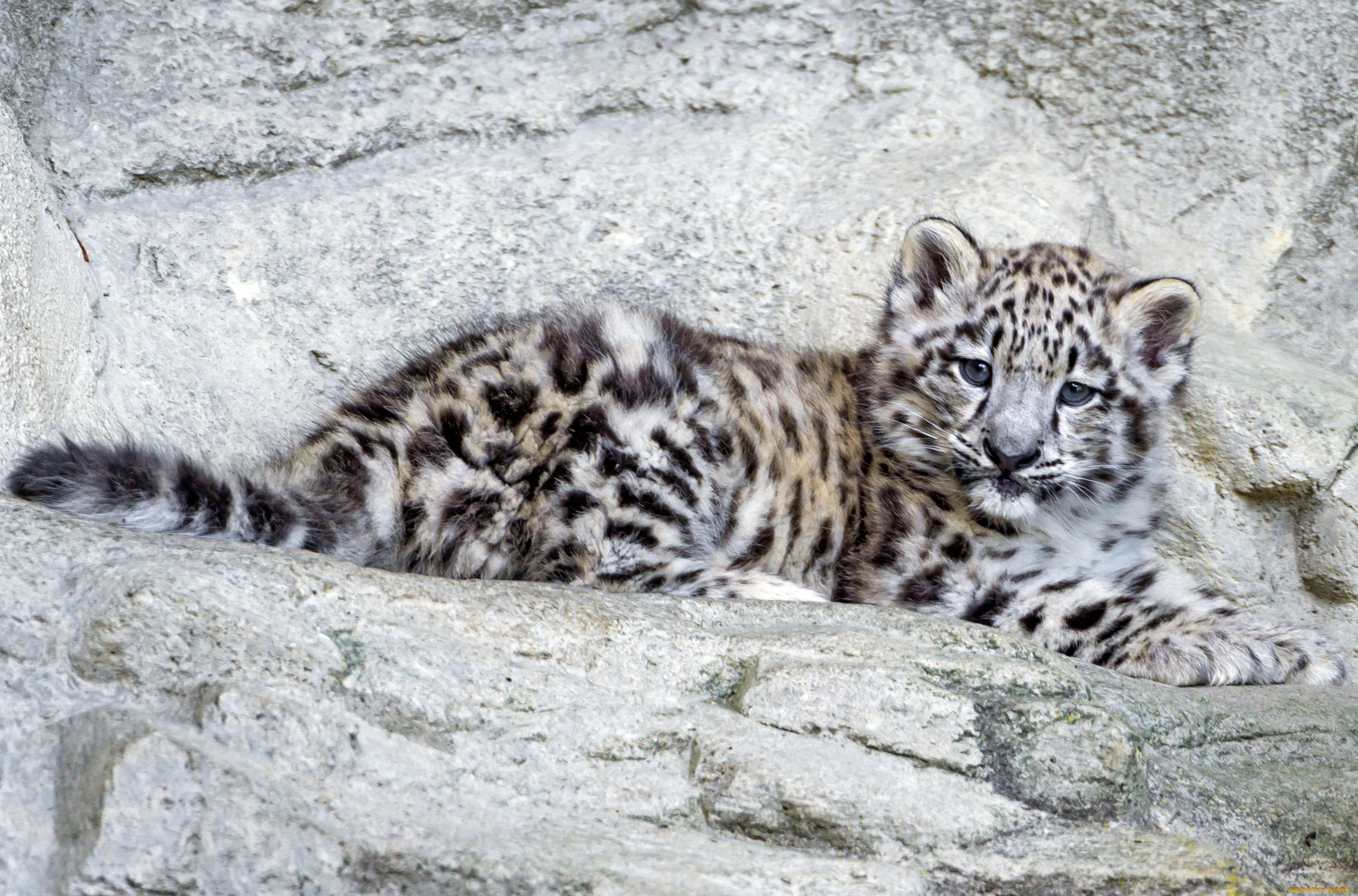 животные, снежный, барс, ирбис, малыш, котенок