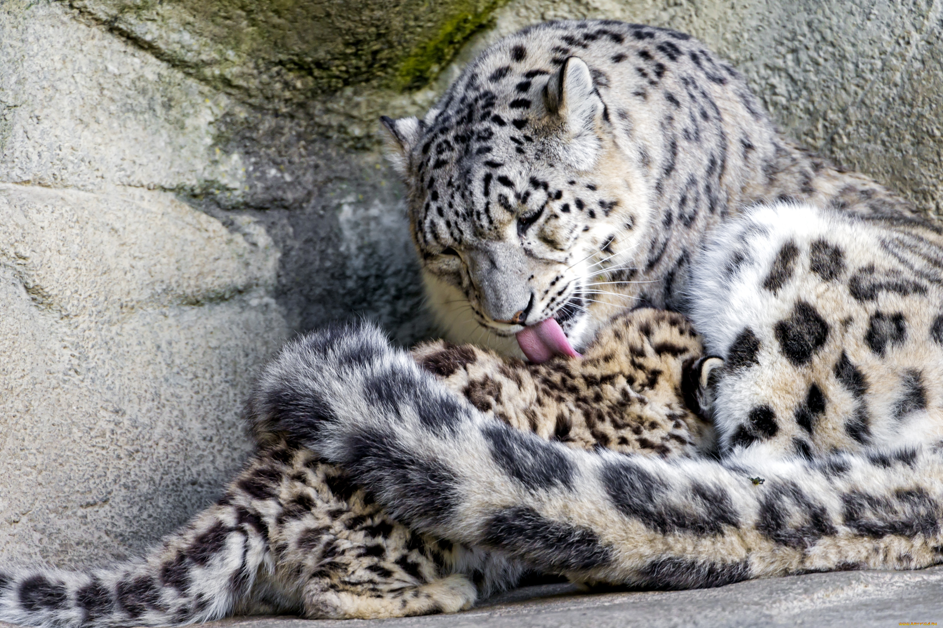 животные, снежный, барс, ирбис, мама, малыш, чувства