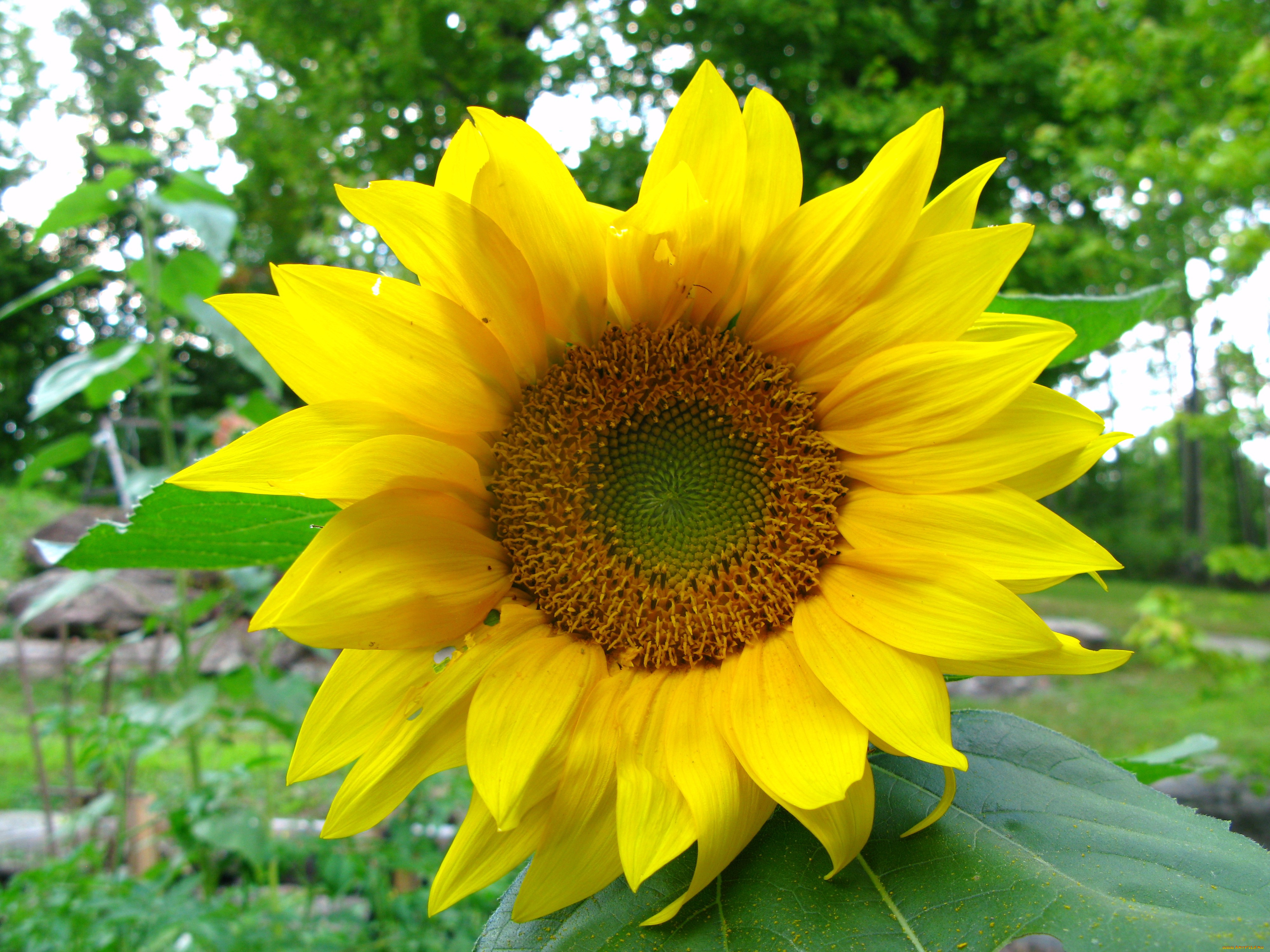 цветы, подсолнухи