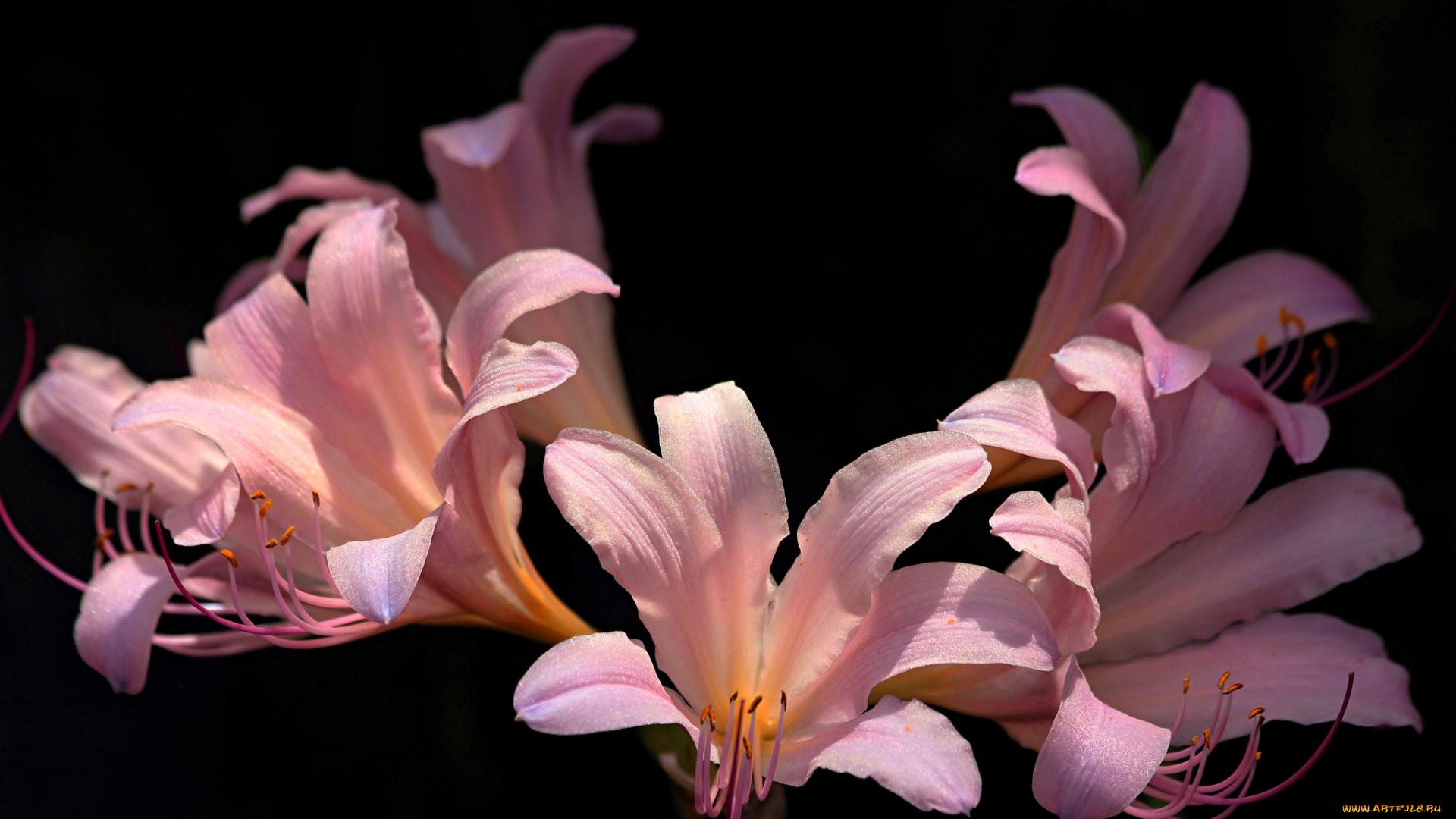 цветы, амариллисы, гиппеаструмы