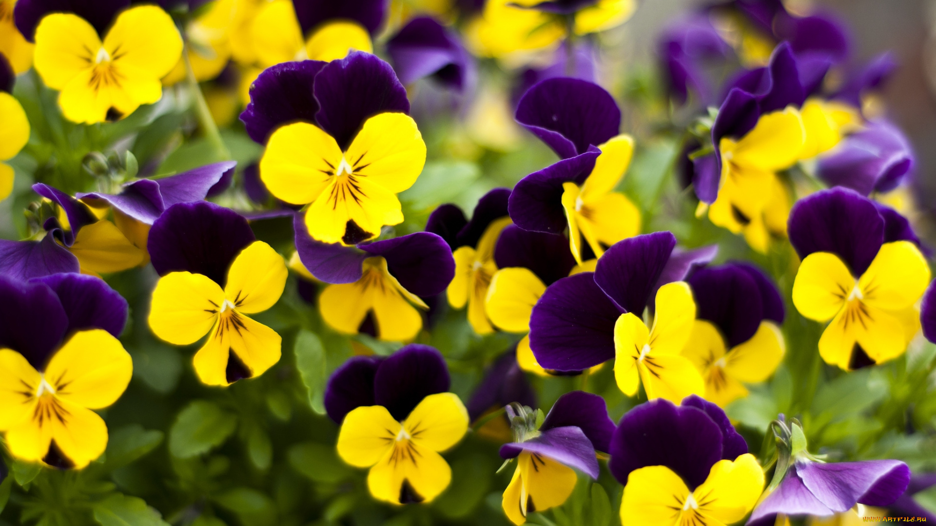 цветы, анютины, глазки, садовые, фиалки, пестрый