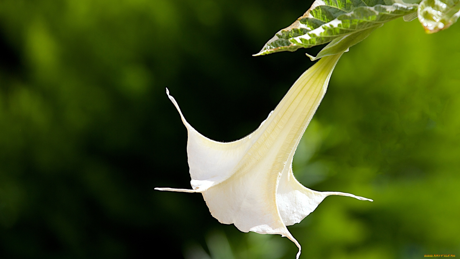 цветы, бругмансия, дурман, трубы, ангела, элегантность