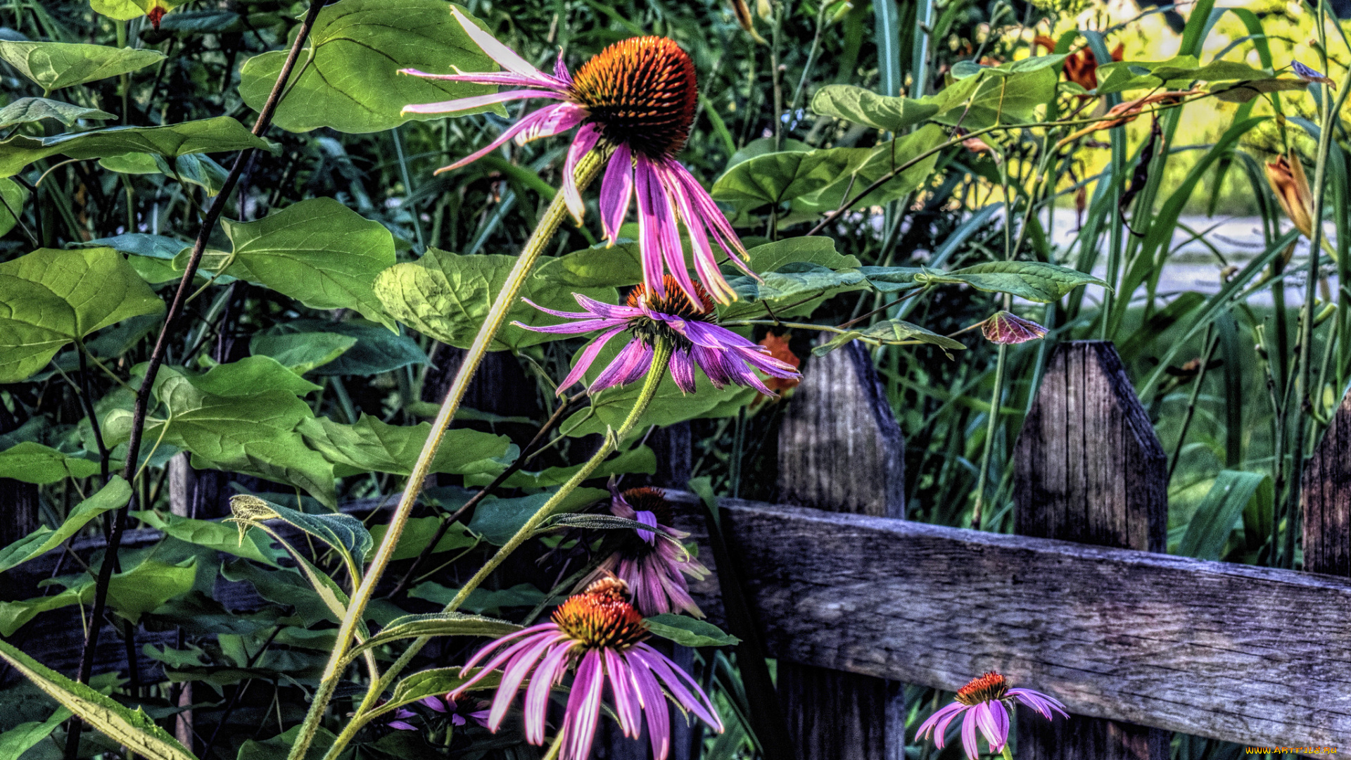 цветы, эхинацея, стебли, листья, забор