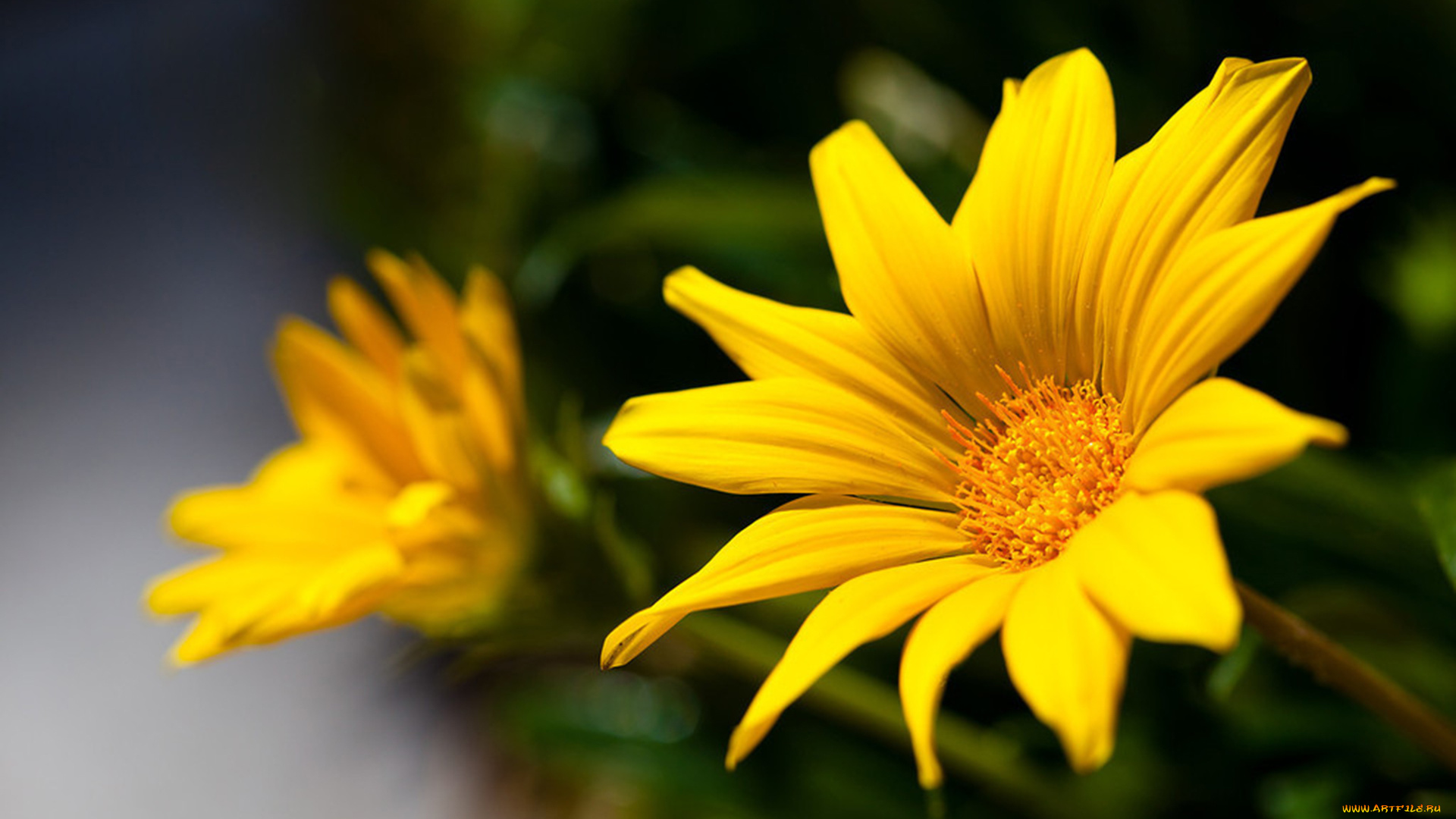 цветы, газания, цветок, желтый, лепестки