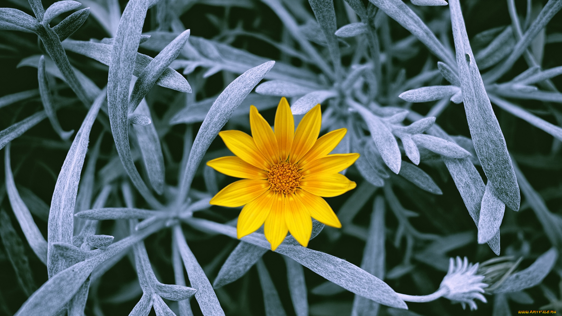 цветы, газания, стебли, листья, цветок