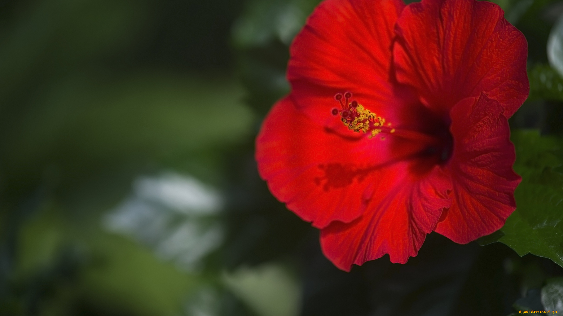 цветы, гибискусы, красный