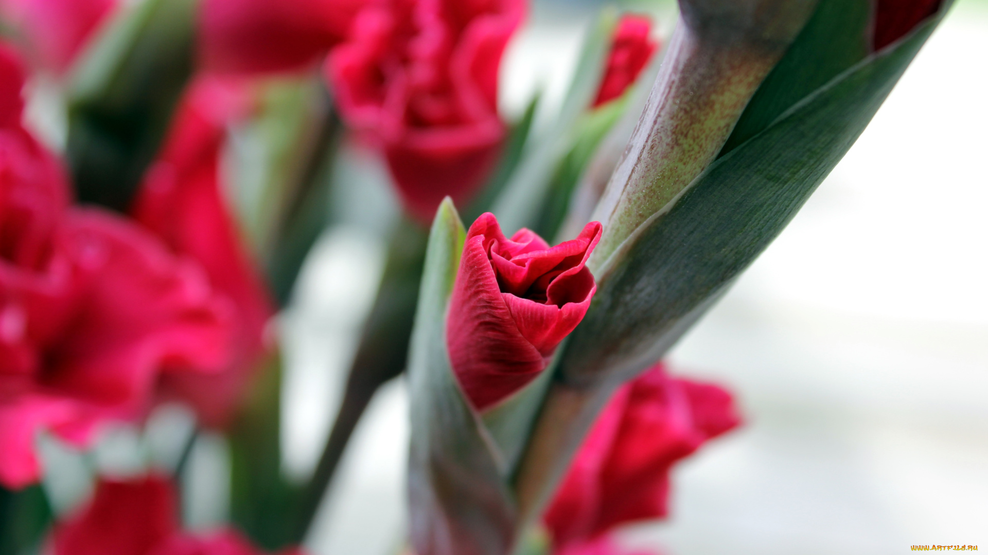 цветы, гладиолусы, розовый, бутоны