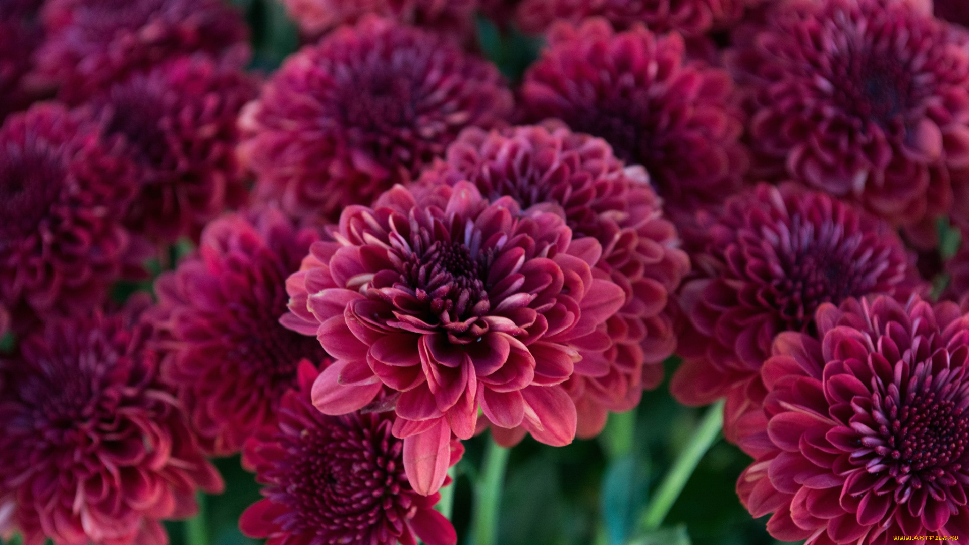 цветы, хризантемы, бордо