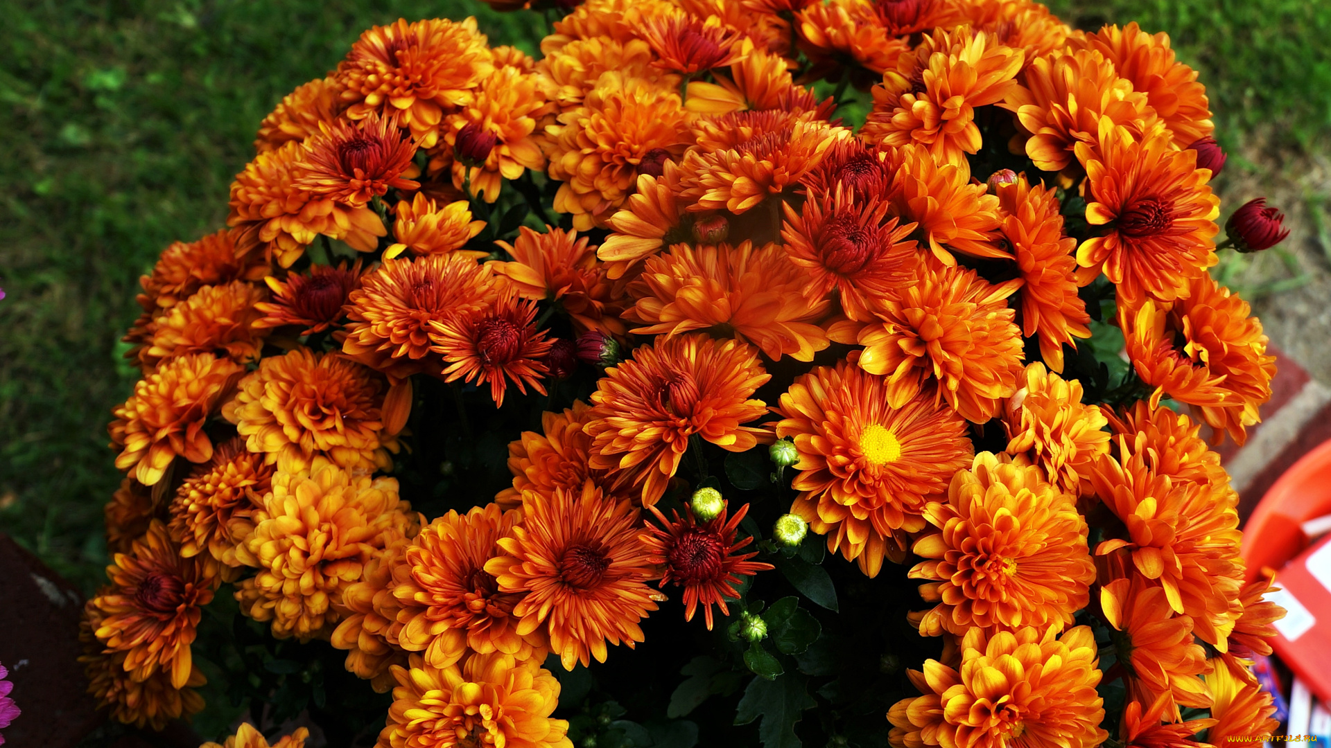 цветы, хризантемы, оранжевый