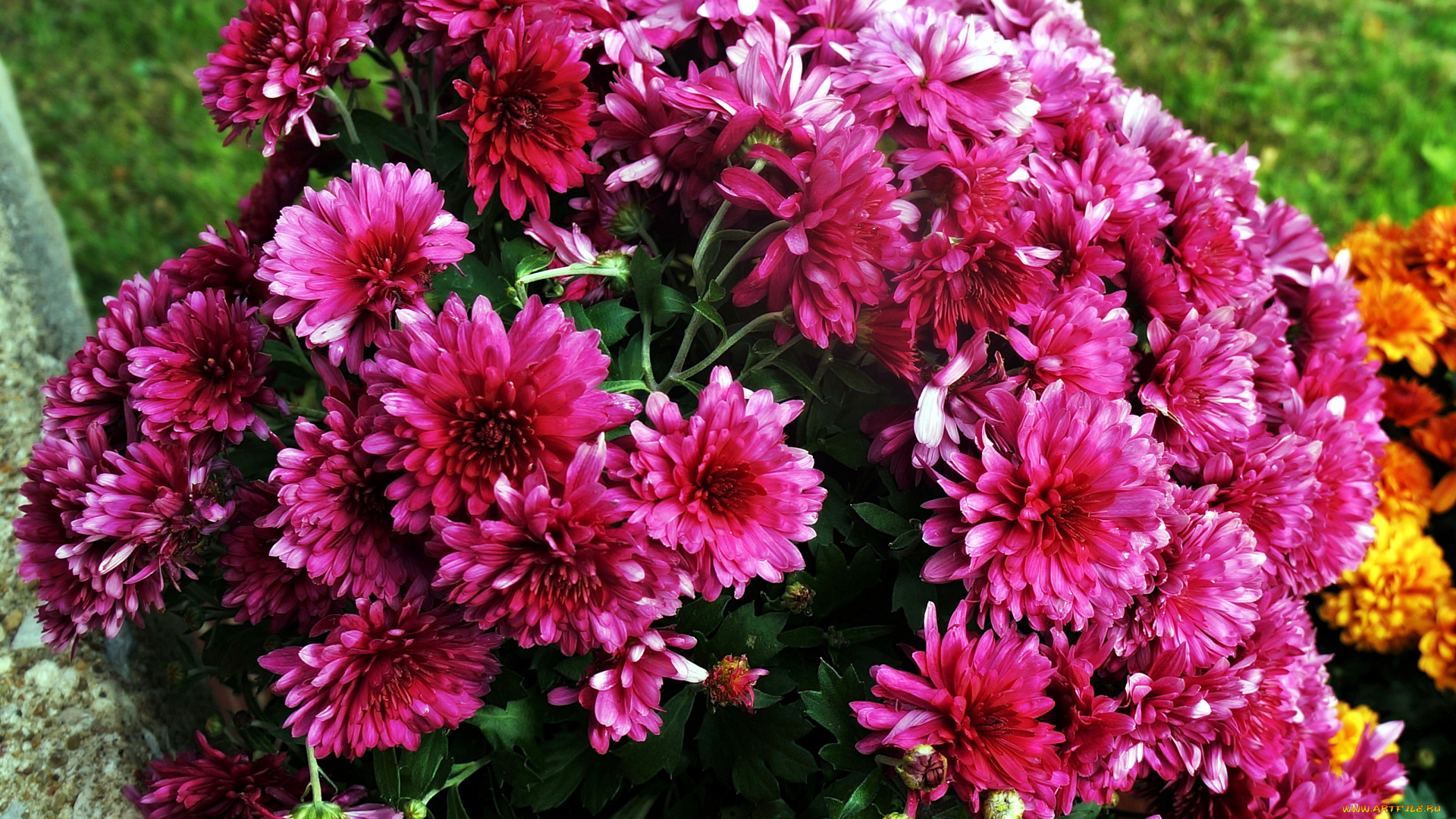 цветы, хризантемы, розовый