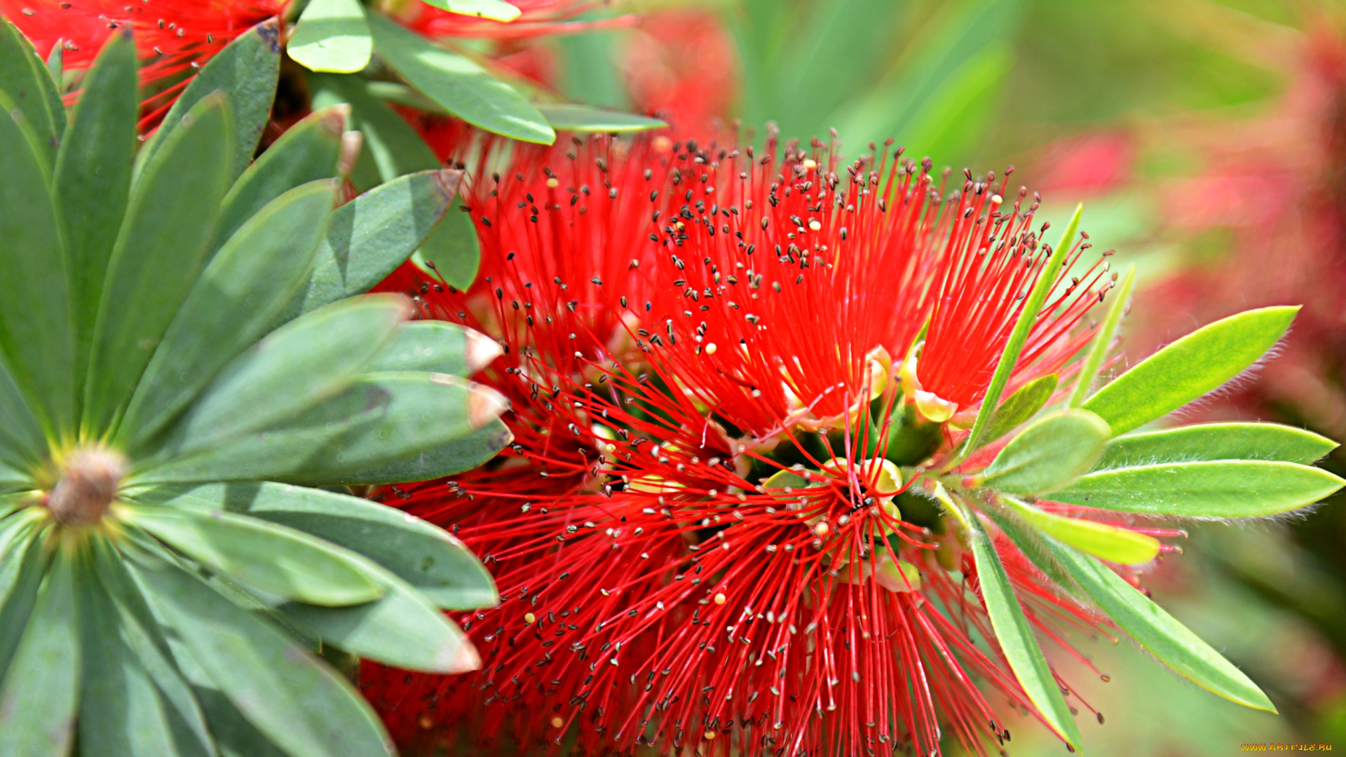 цветы, каллистемон, ёршик