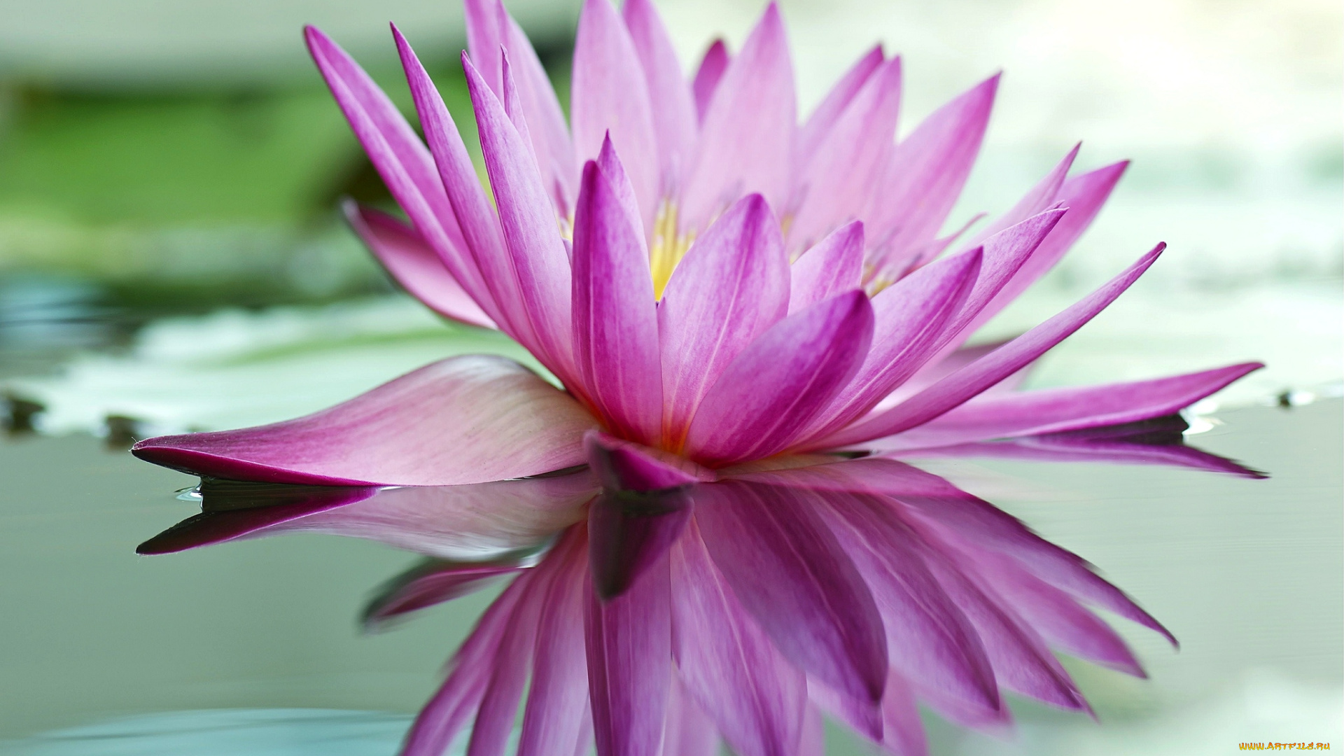 цветы, лилии, водяные, нимфеи, кувшинки, розовый