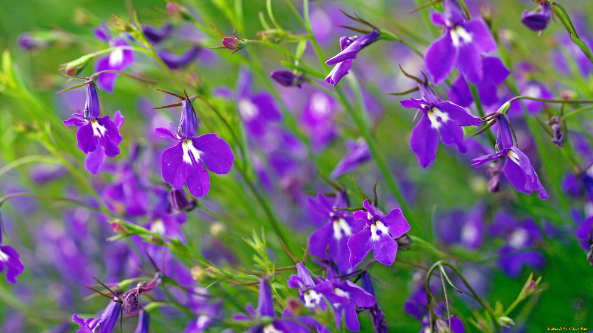 цветы, лобелии, фиолетовый
