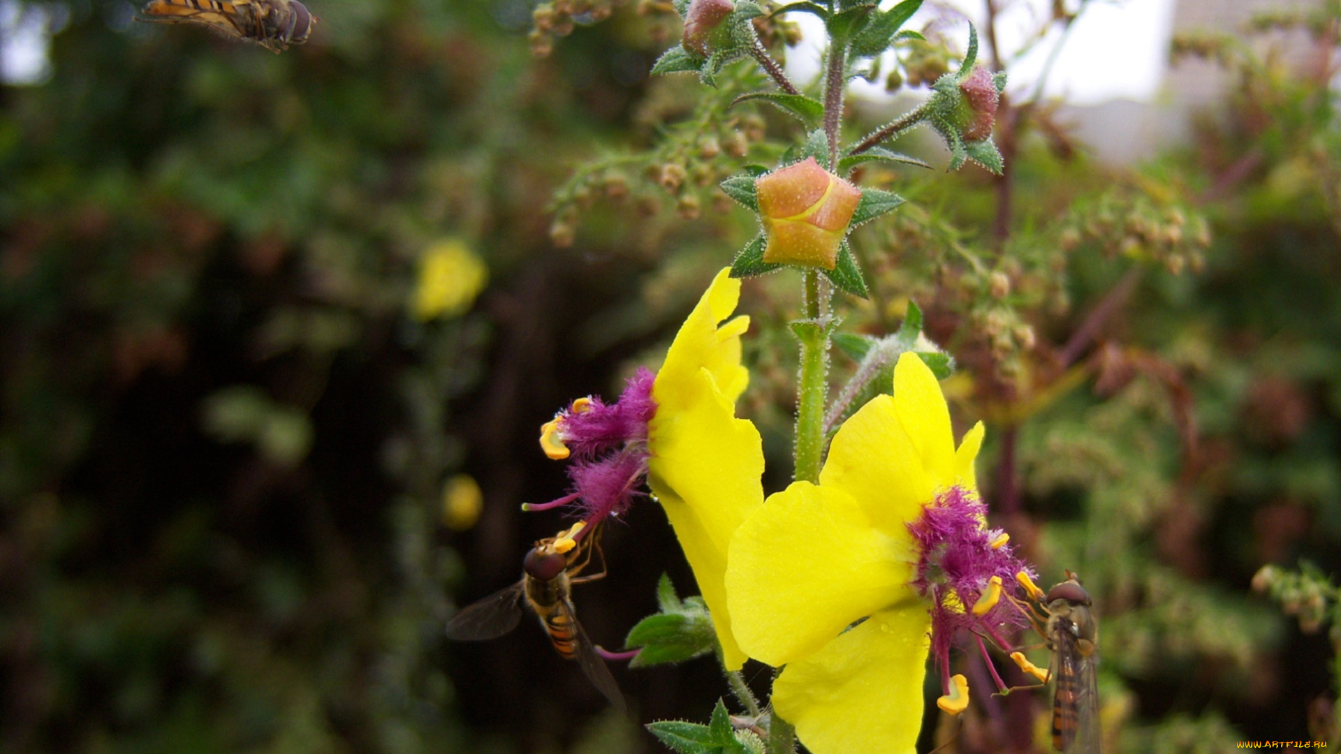 цветы, луговые, полевые, жёлтые