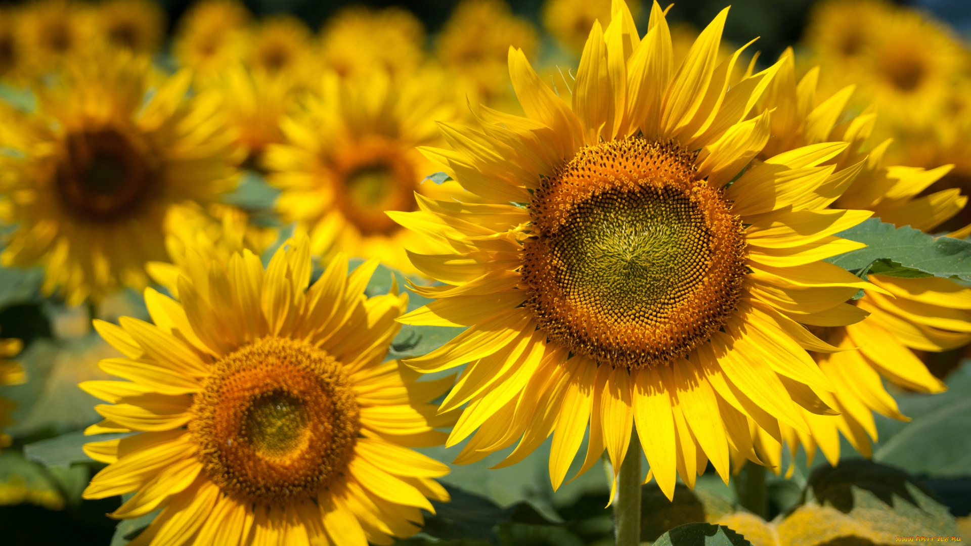 цветы, подсолнухи, корзинка, стебель