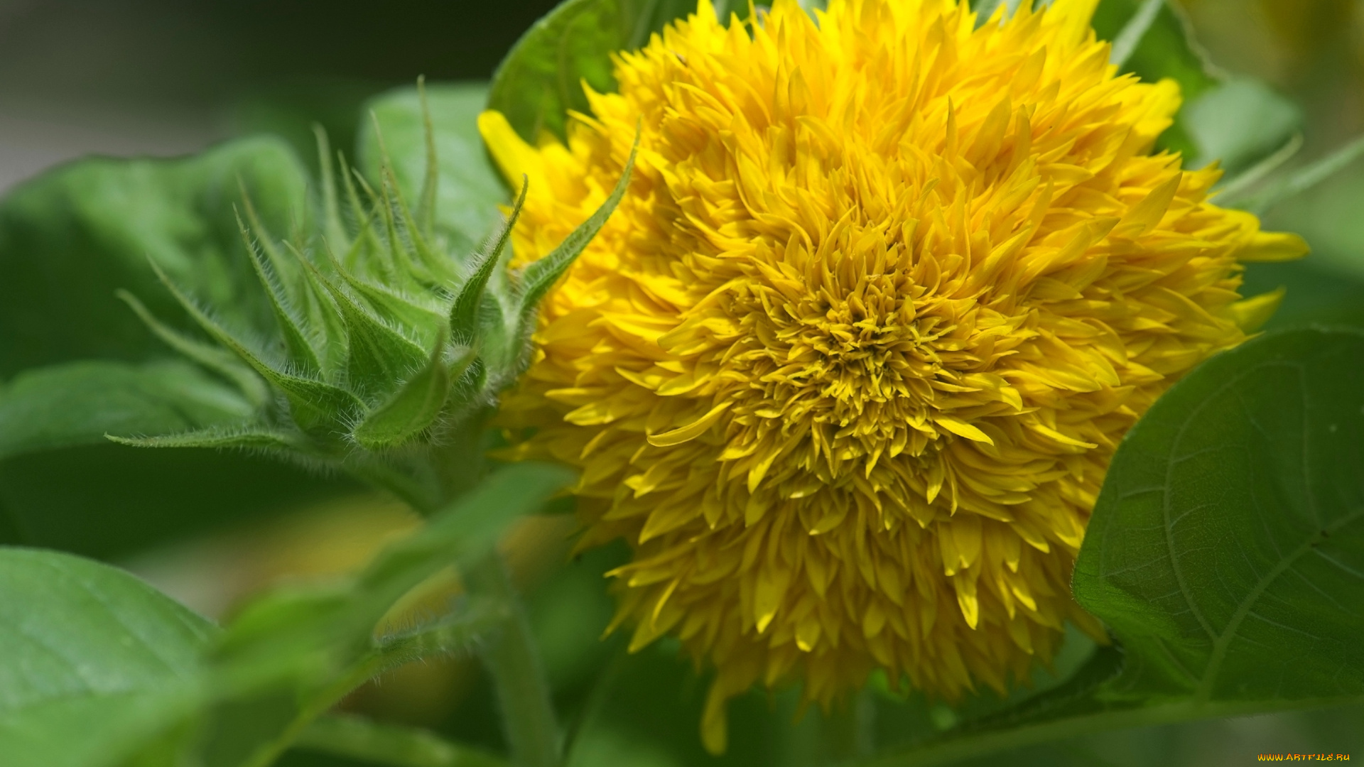 цветы, подсолнухи, желтый