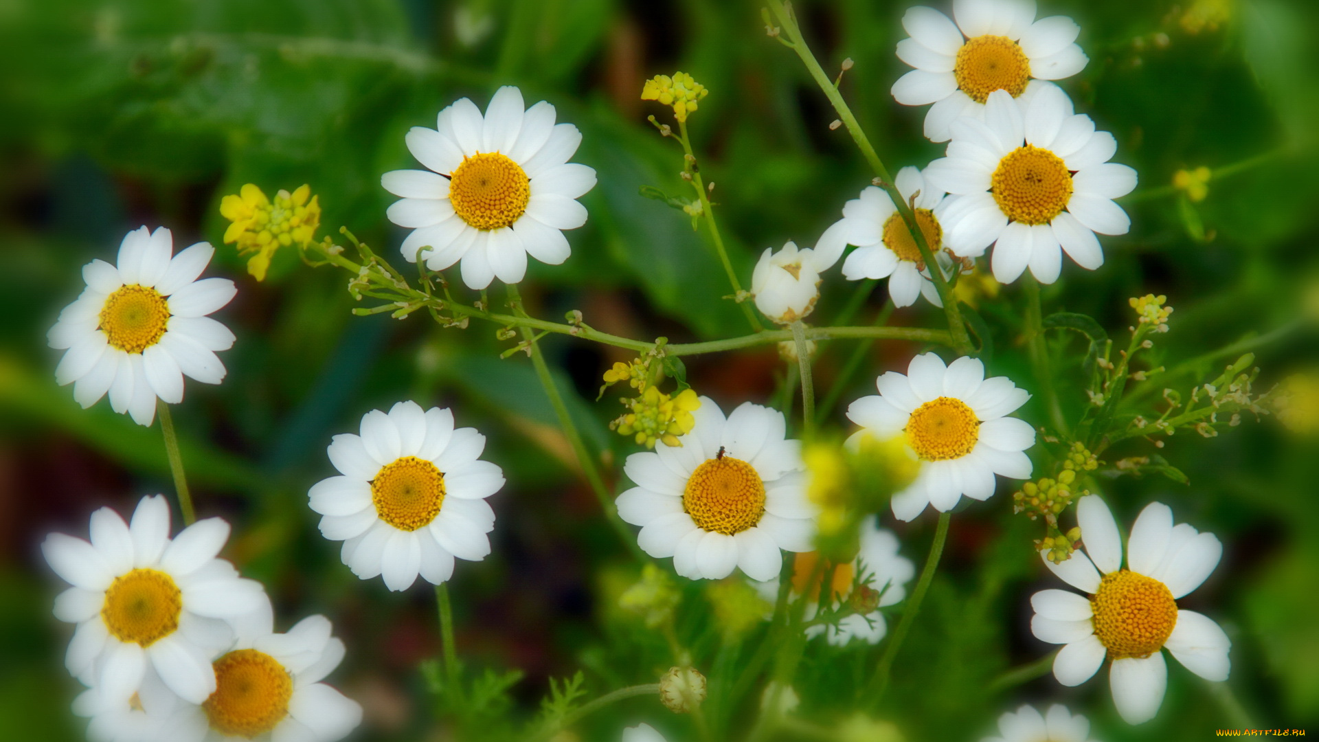 цветы, ромашки, лепестки