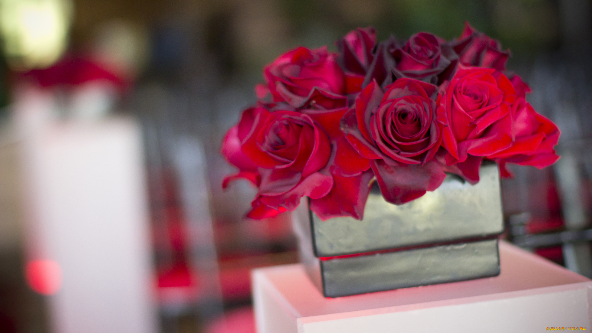 цветы, розы, бордо