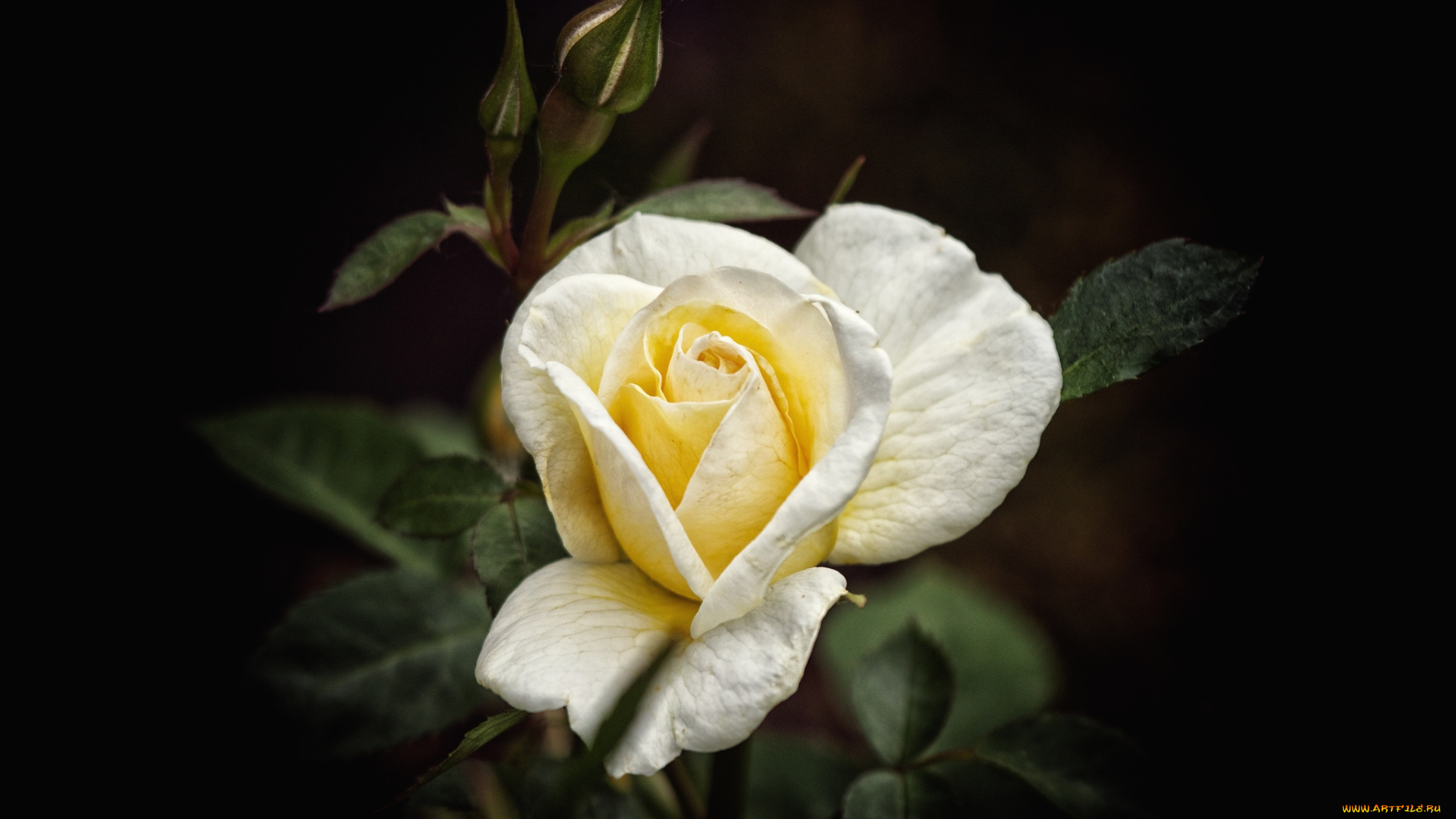 цветы, розы, бутон