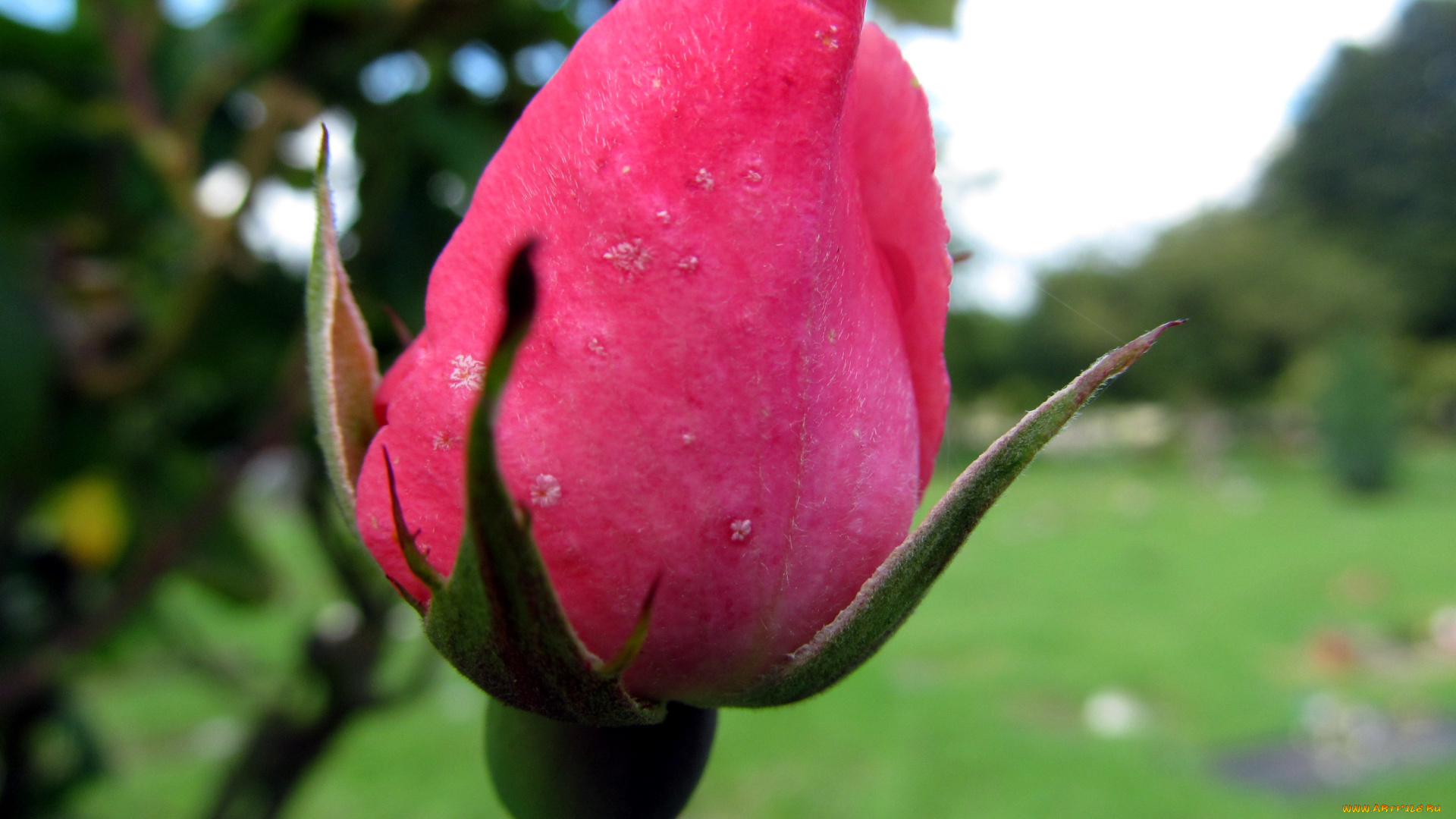 цветы, розы, бутон, розовый