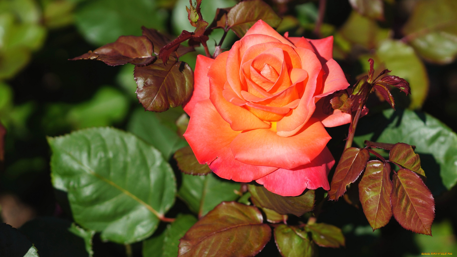 цветы, розы, лепестки