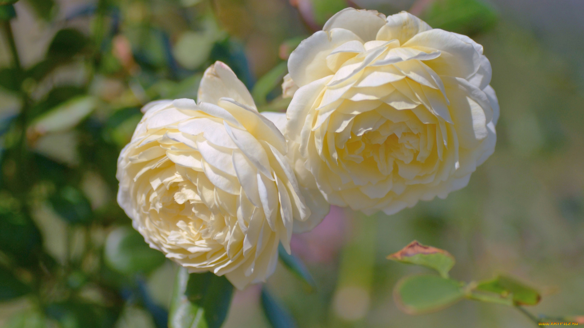 цветы, розы, пара