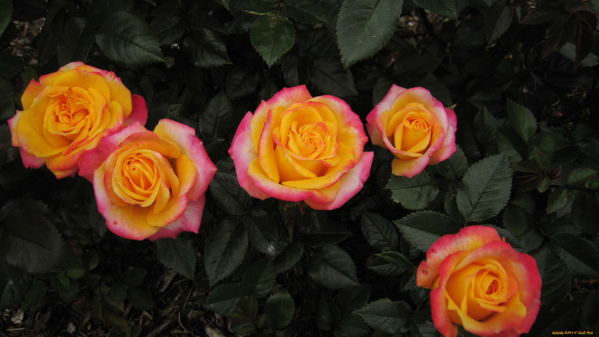 цветы, розы, сад, куст