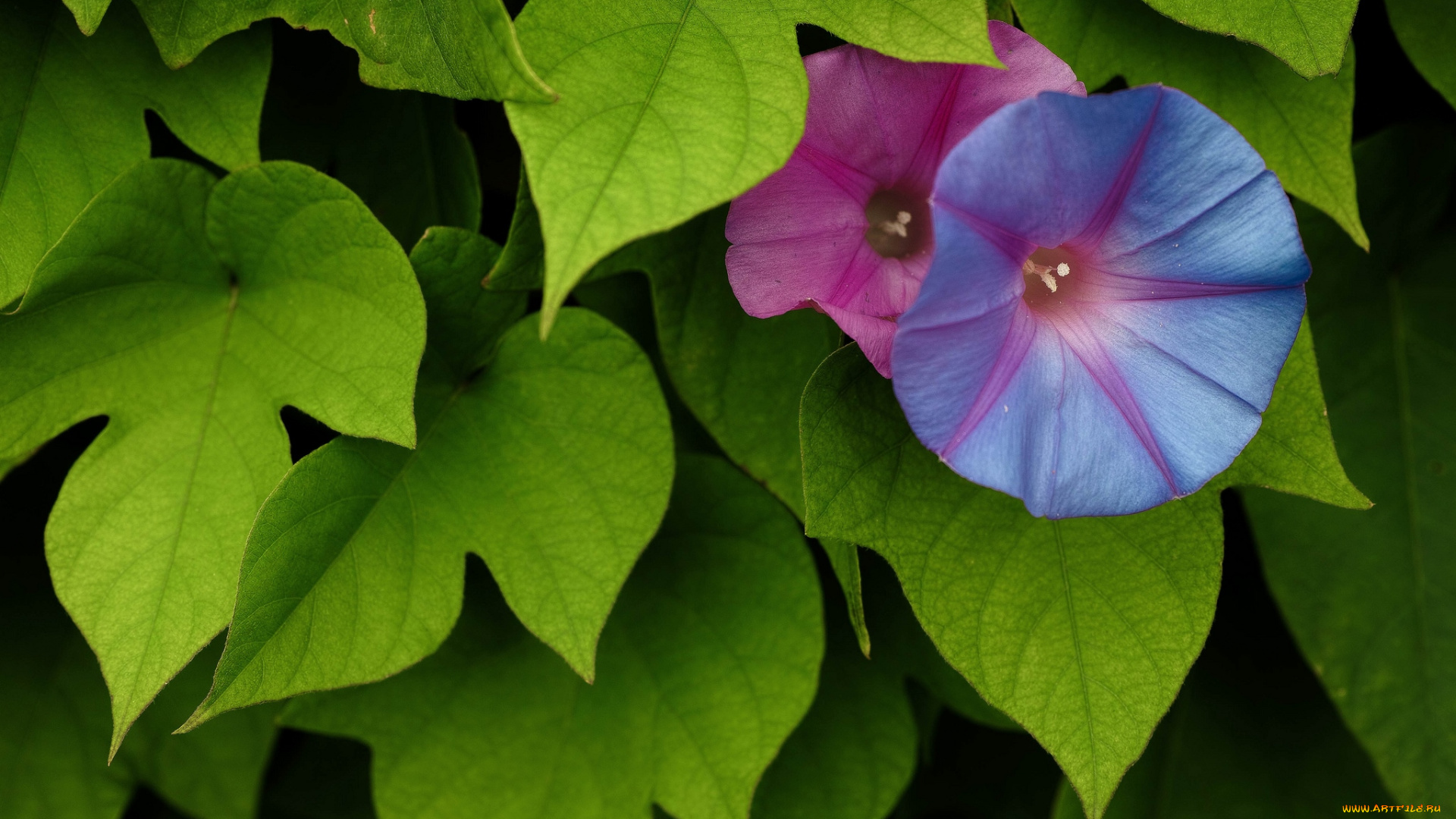 цветы, вьюнки, ипомеи, ипомея